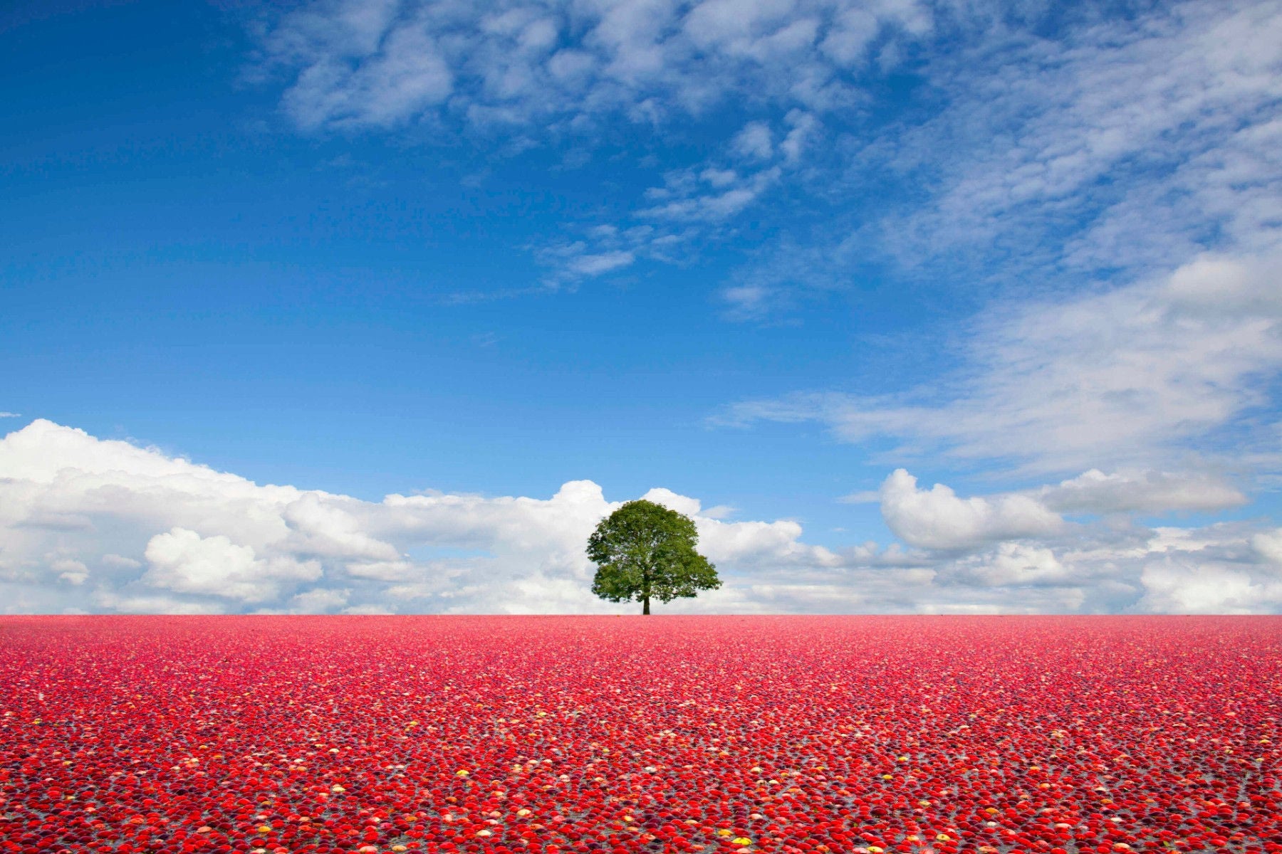 ey-single-tree-standing-in-field-of-cranberries.jpg