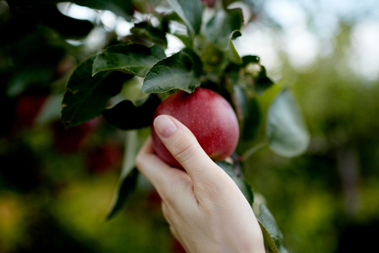 Hand reaching fruit tree picking red apple