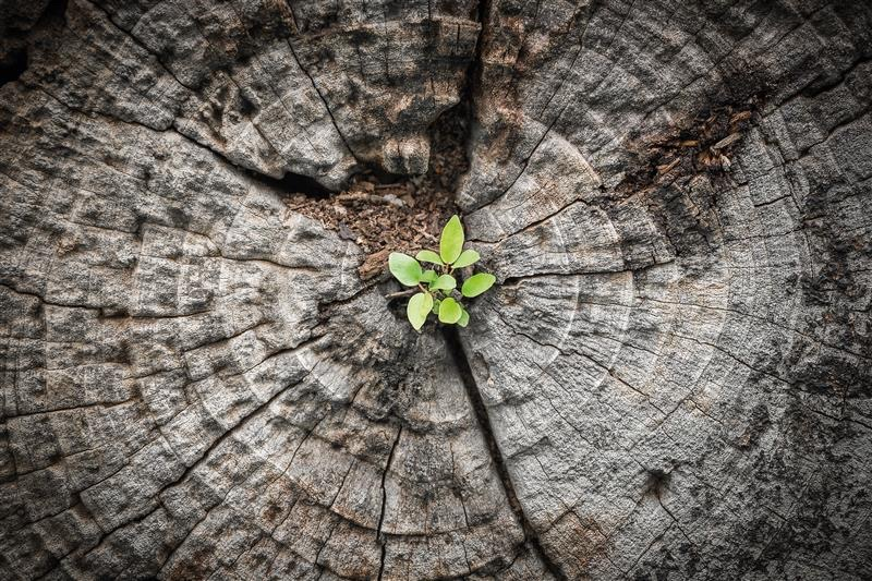 Small plant growing out