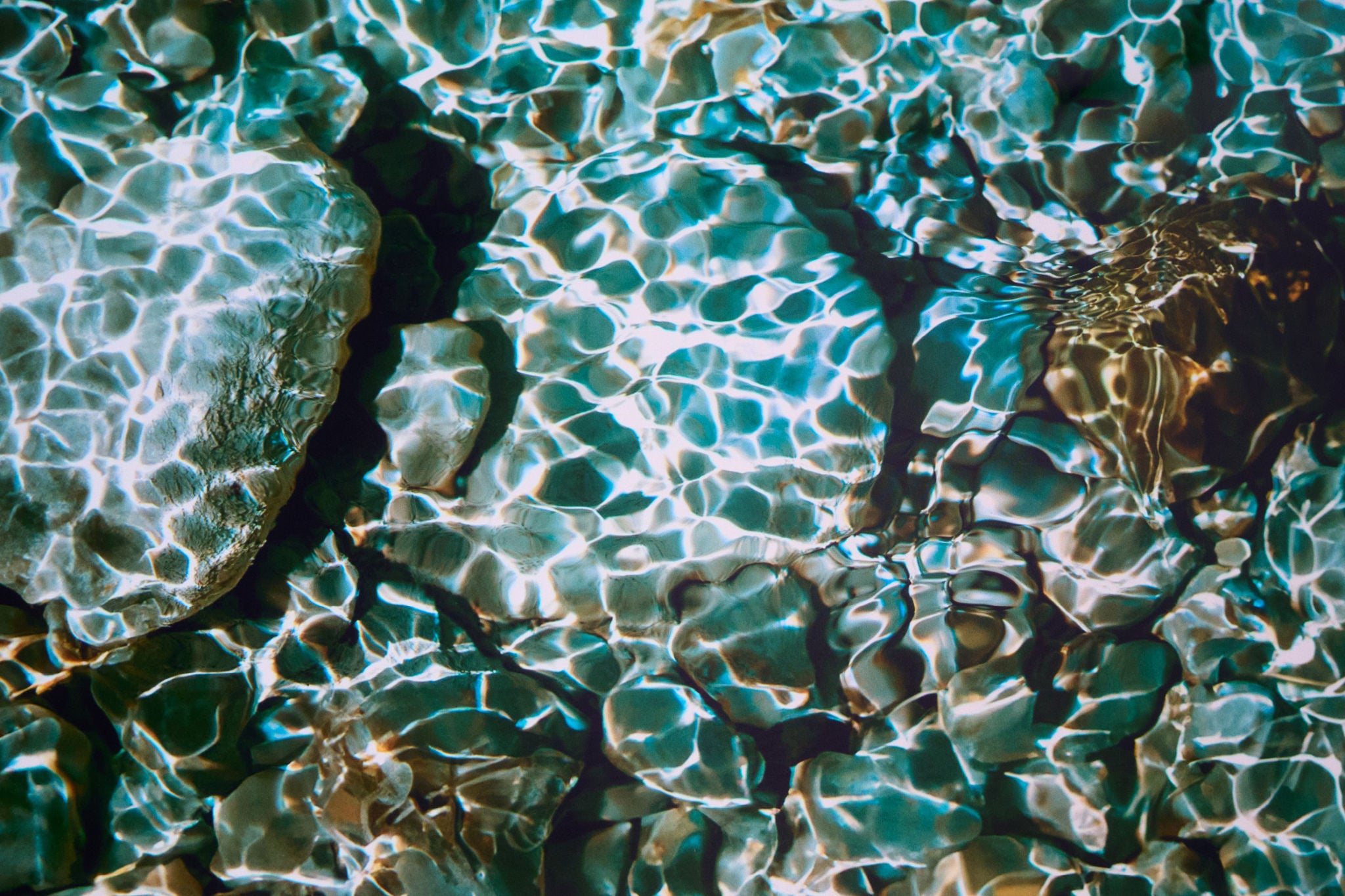 Image of leaves inside the water