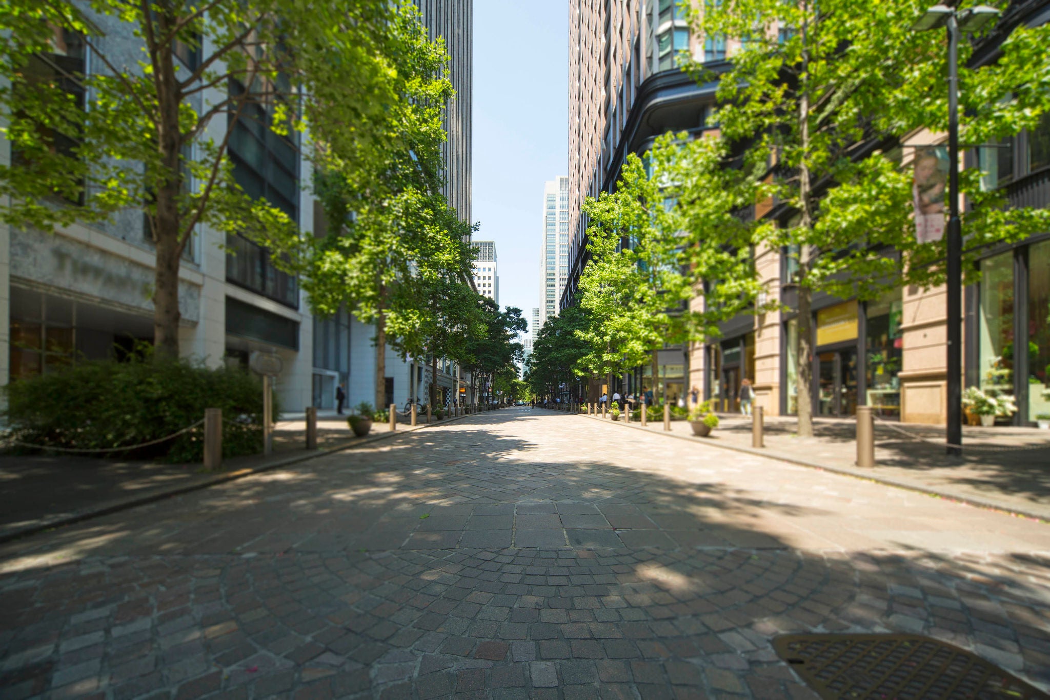 view down a tree lined city street