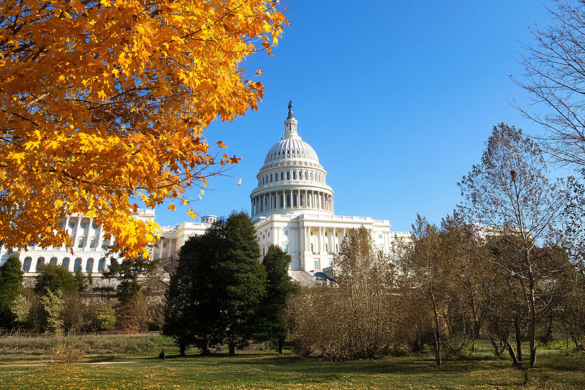 Capitol Building grounds on sunny day. Autumn colors of maple tree contrast with blue skies.