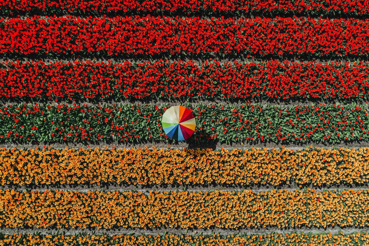 A person holding an umbrella in a tulip field