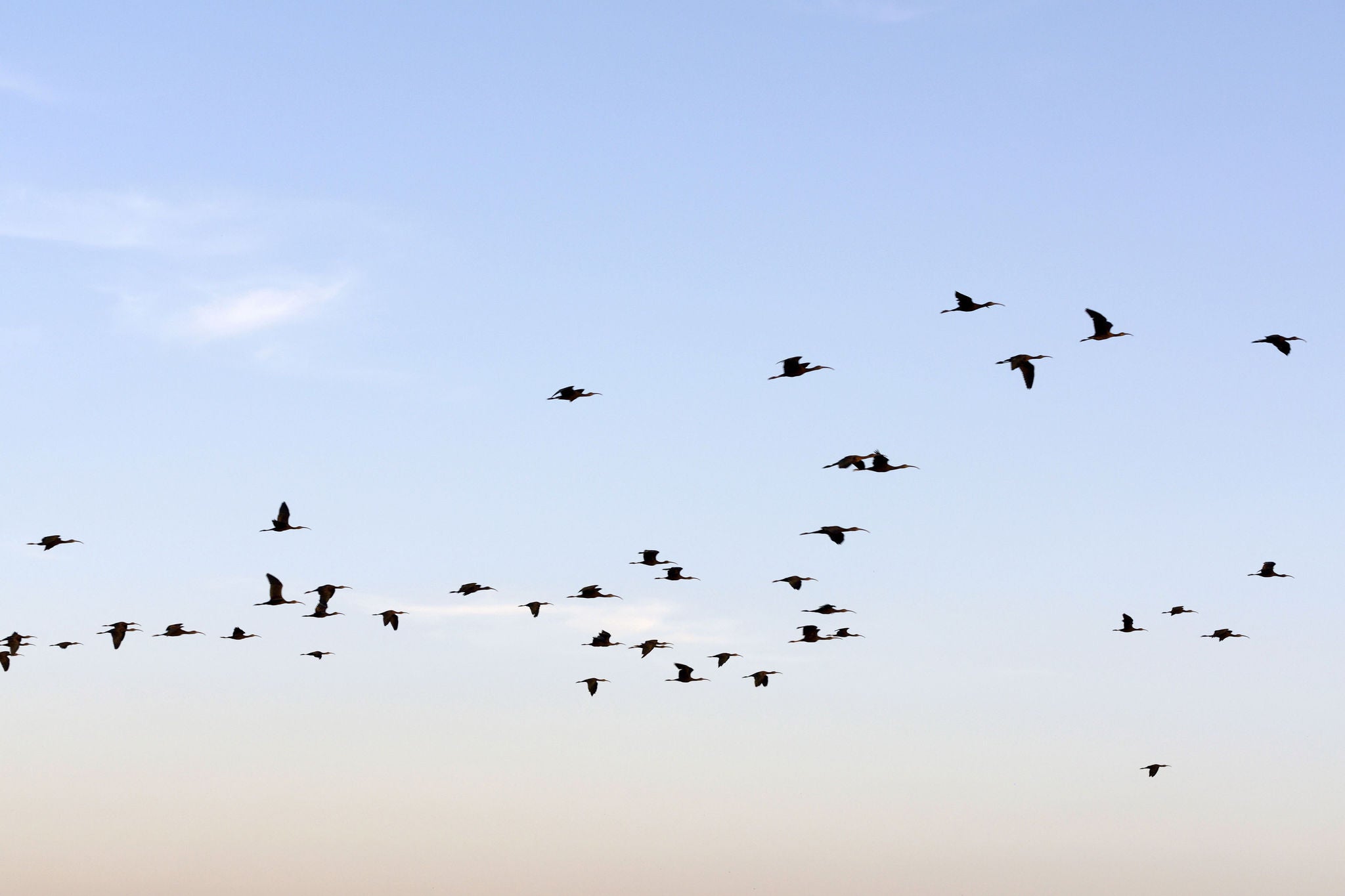 Image d'un ciel bleu clair avec des oiseaux en vol.