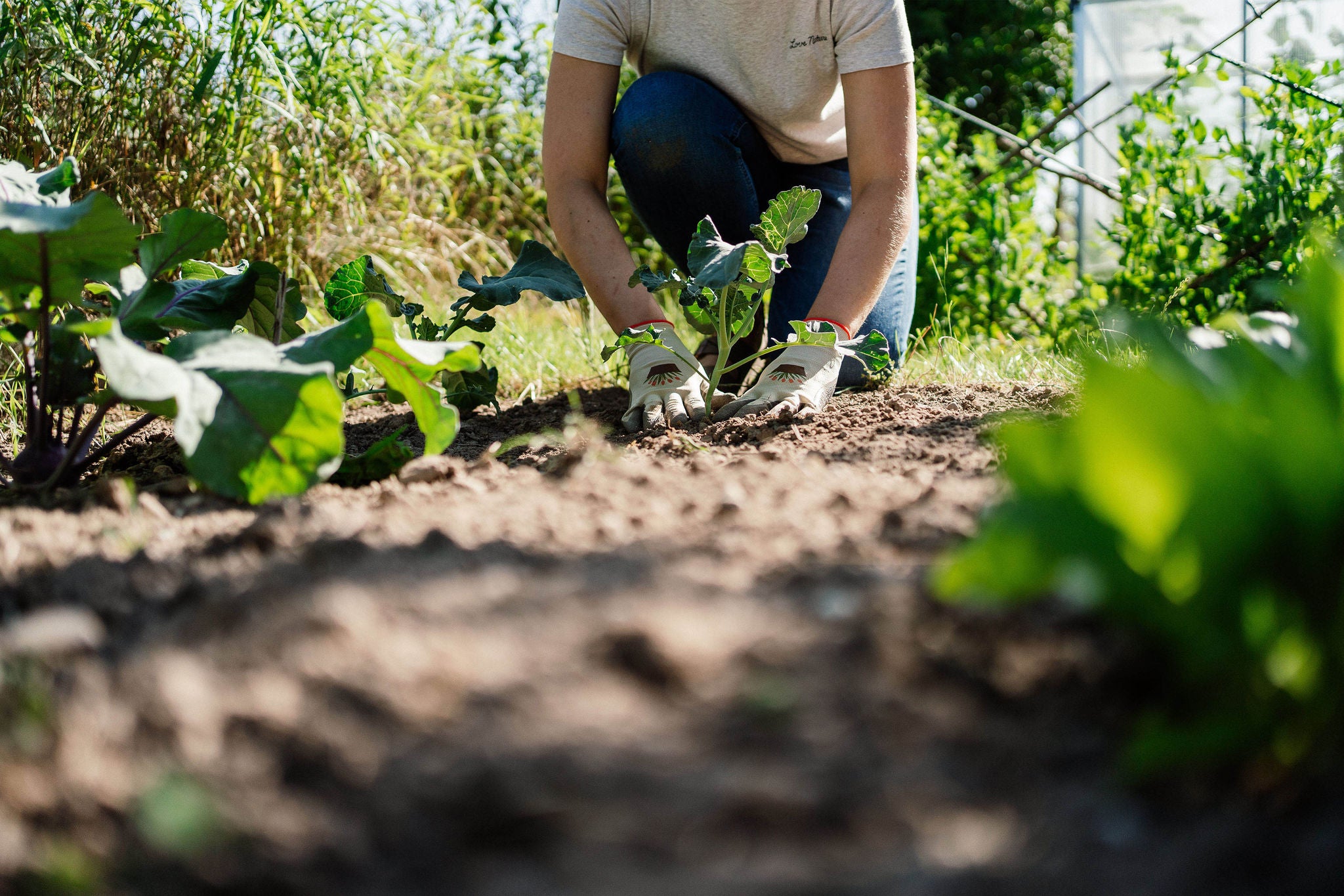 planting vegetables