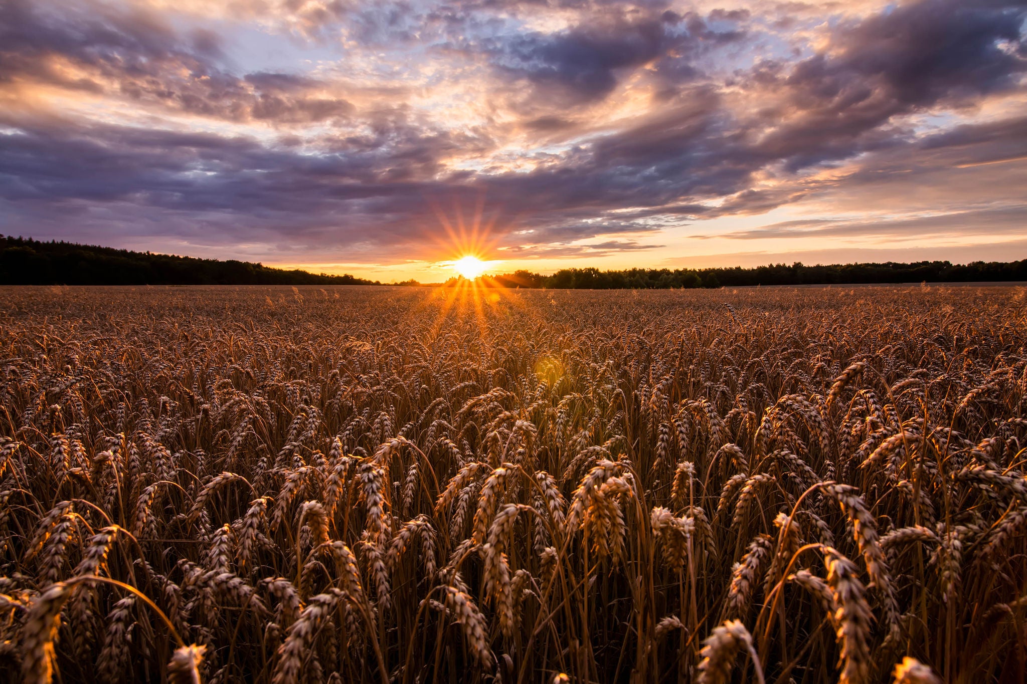 Wheat field at sunset World grain export