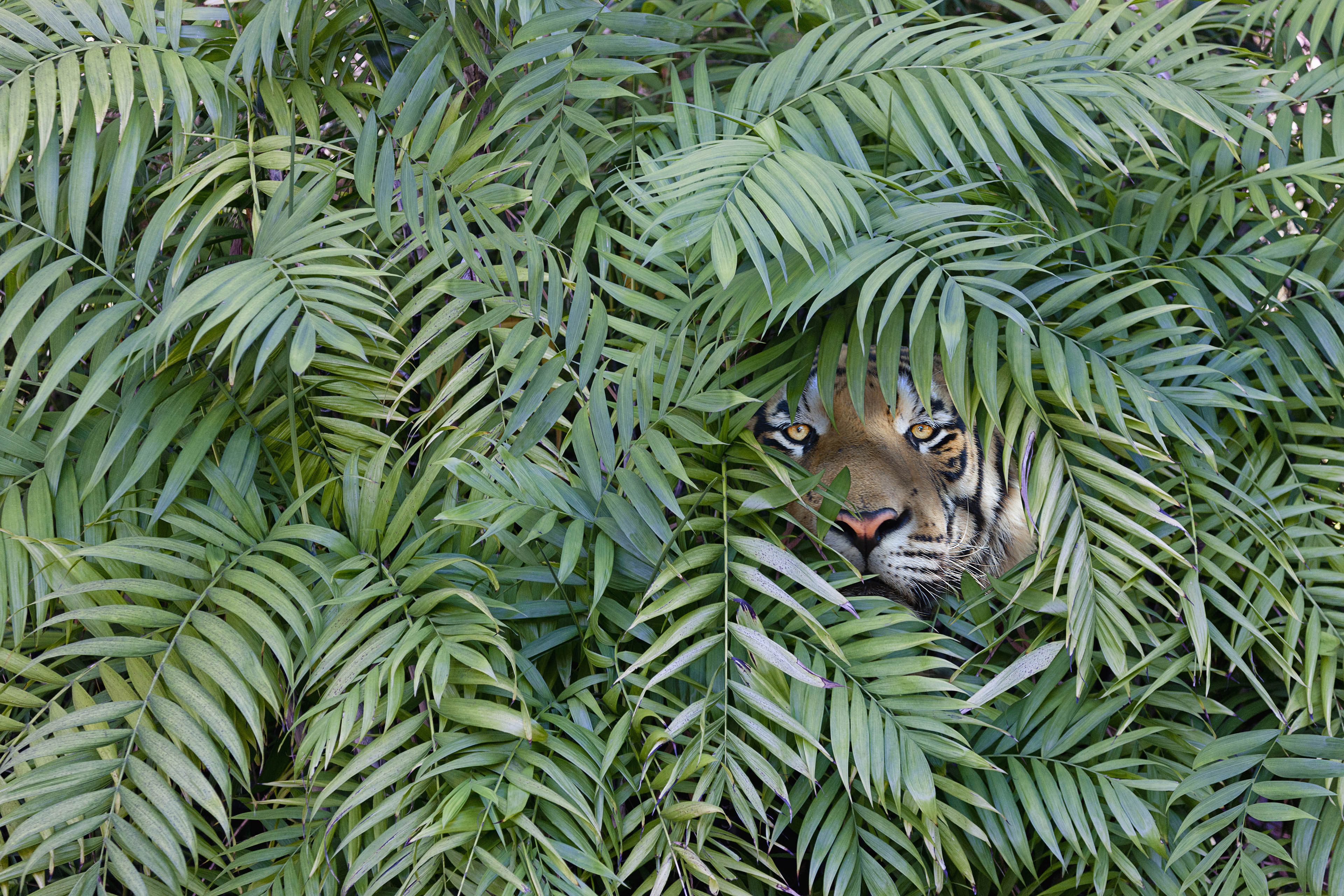 Tiger peering through dense forest