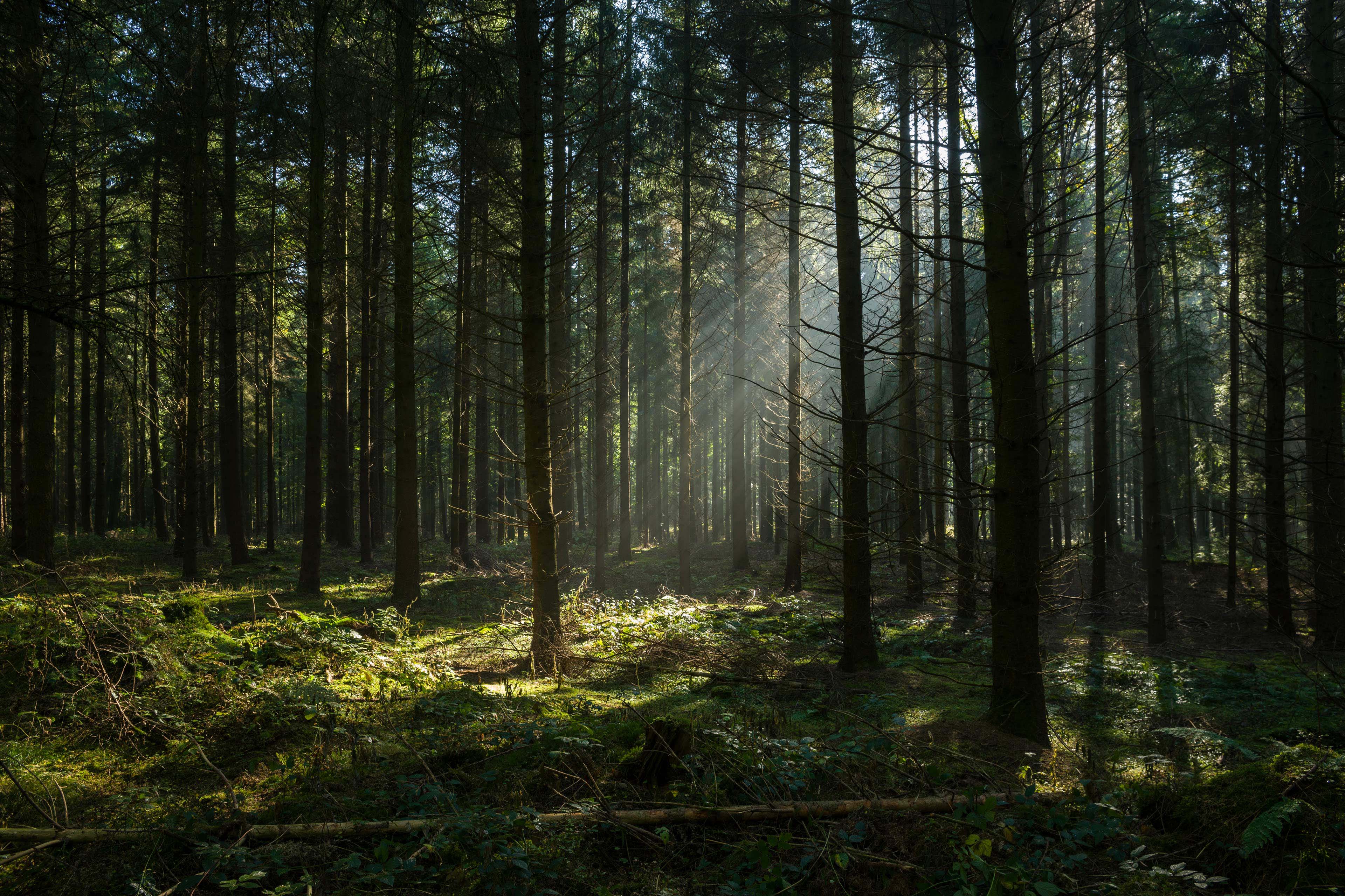 Sunbeams in dark and foggy autumn forest