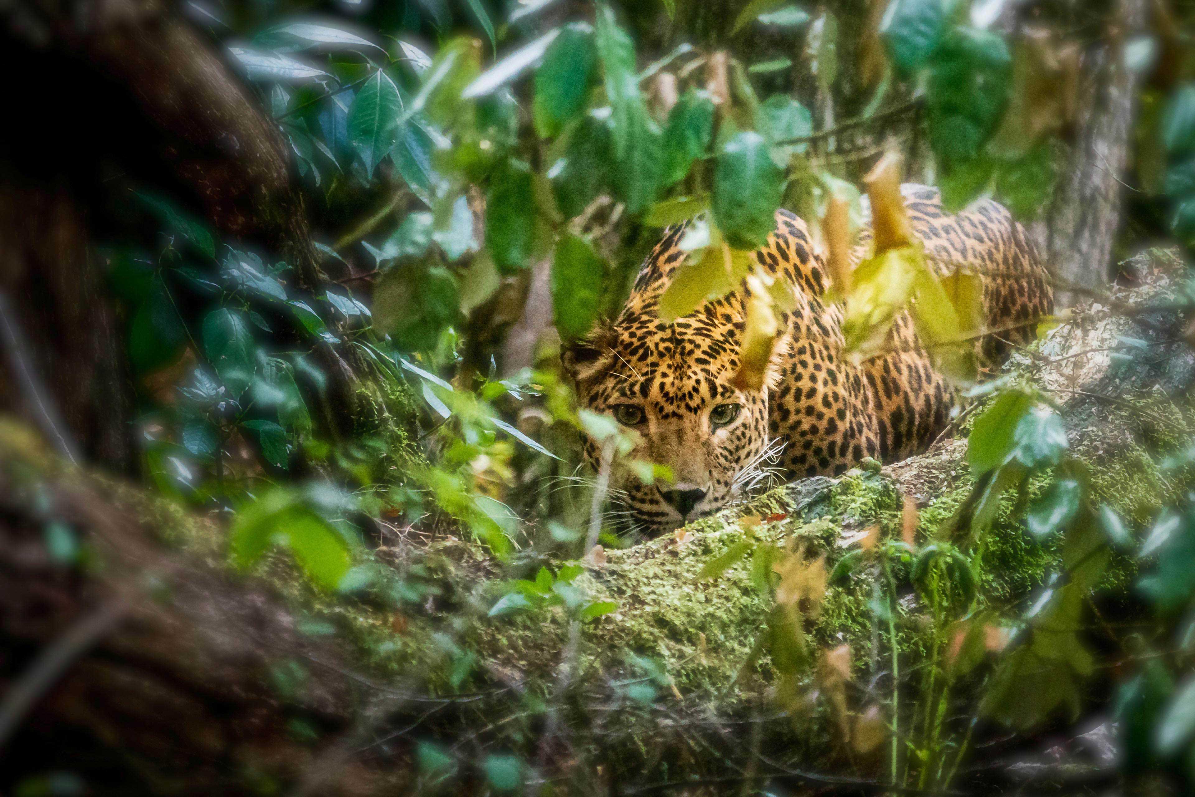 Leopard schaut durch den Dschungel