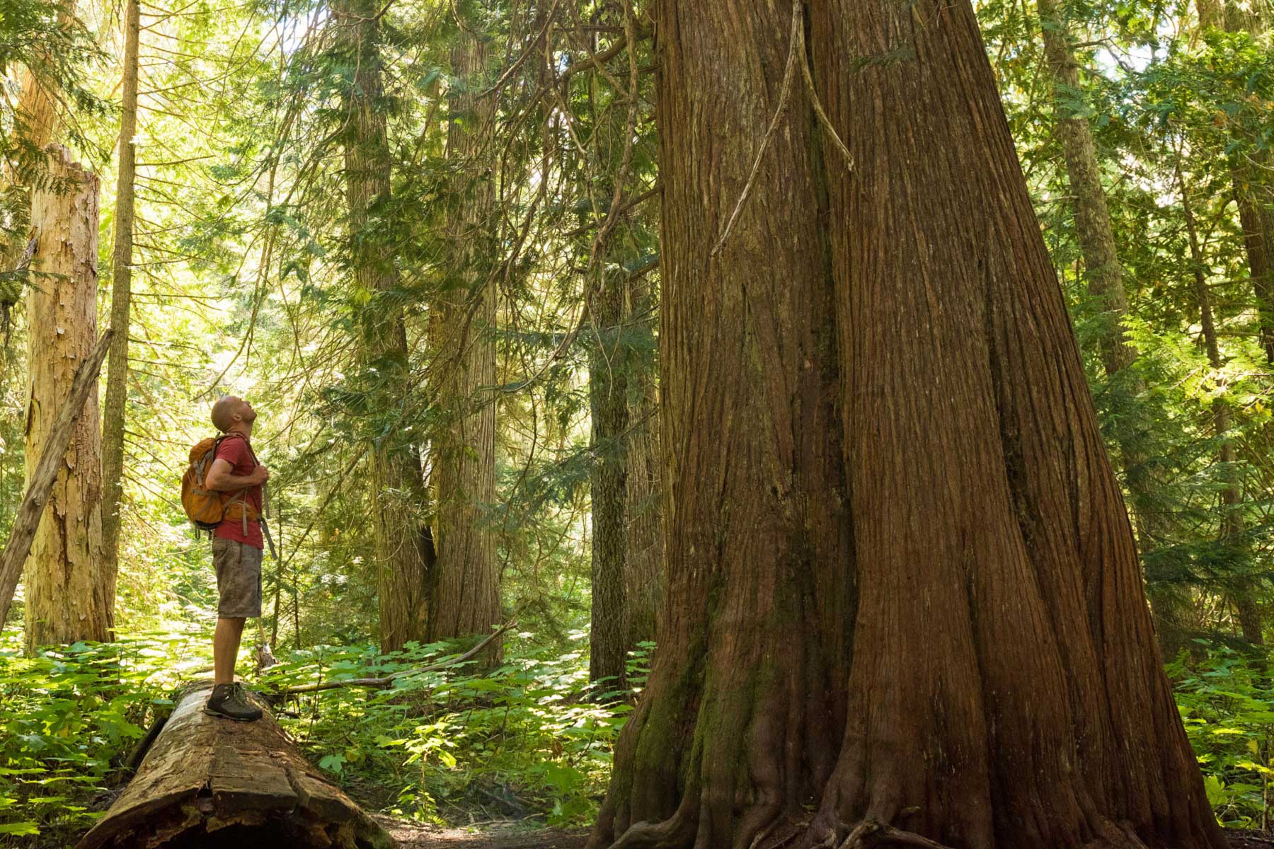 Enjoying a hike in a pristine old growth temperate rainforest