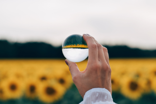 ey-reflections-of-sunflowers