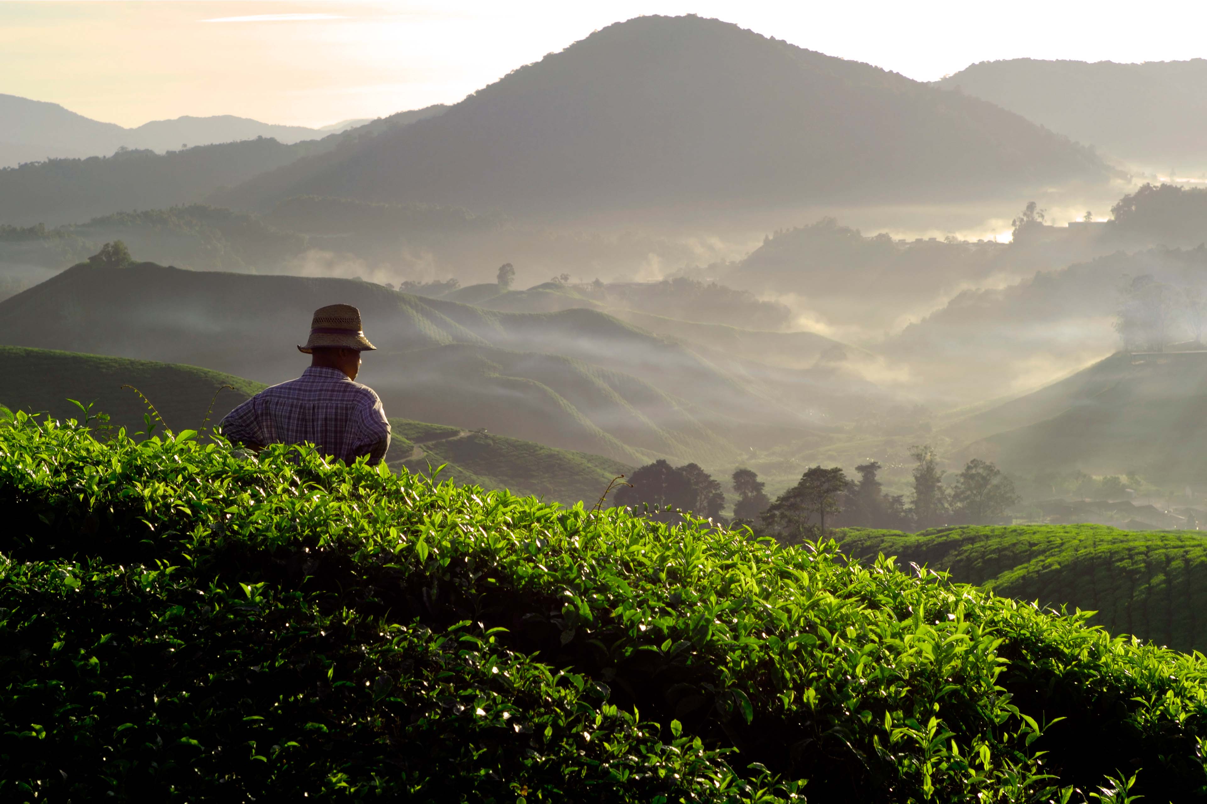 A man standing in a tea estate.