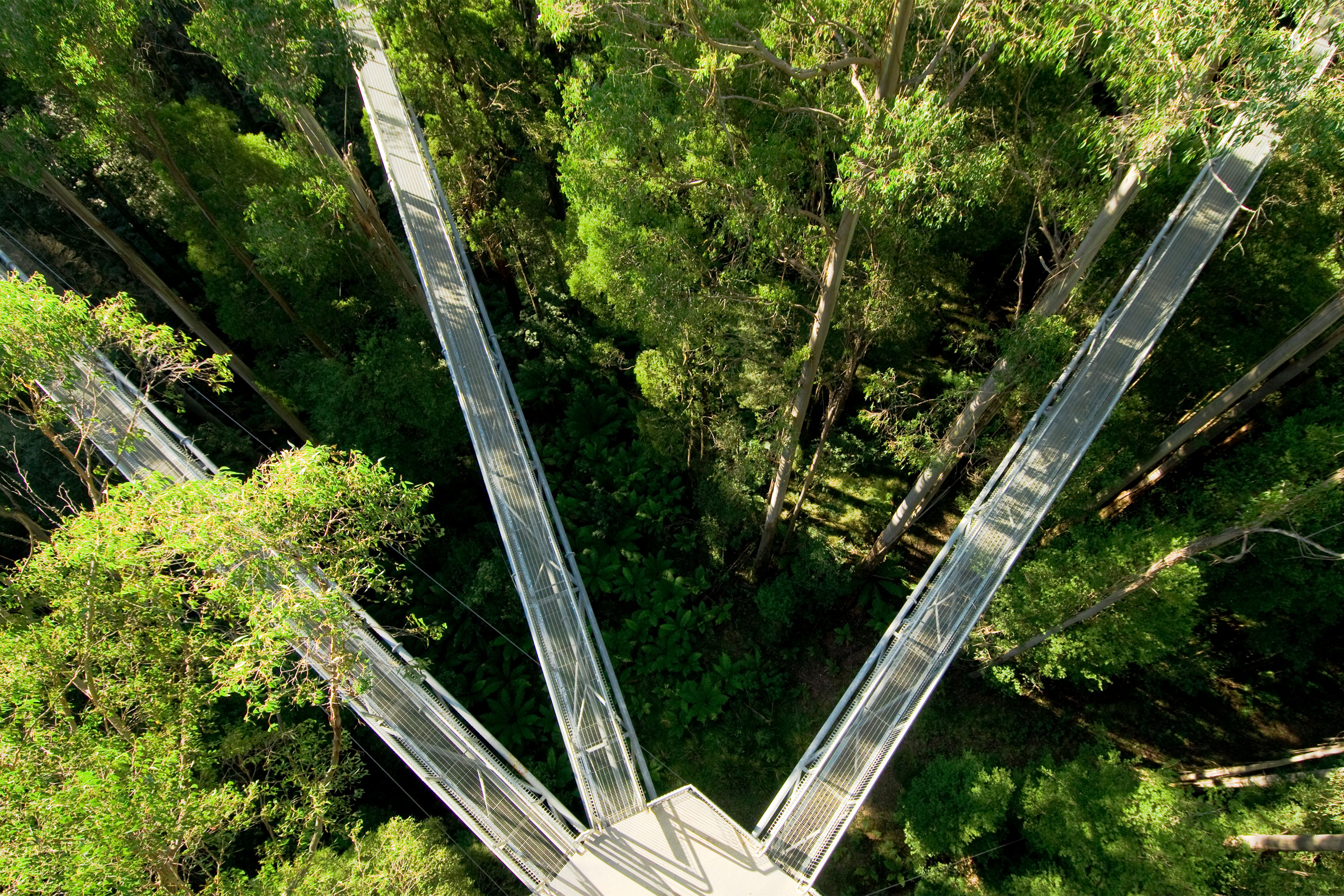 Treetop walkways