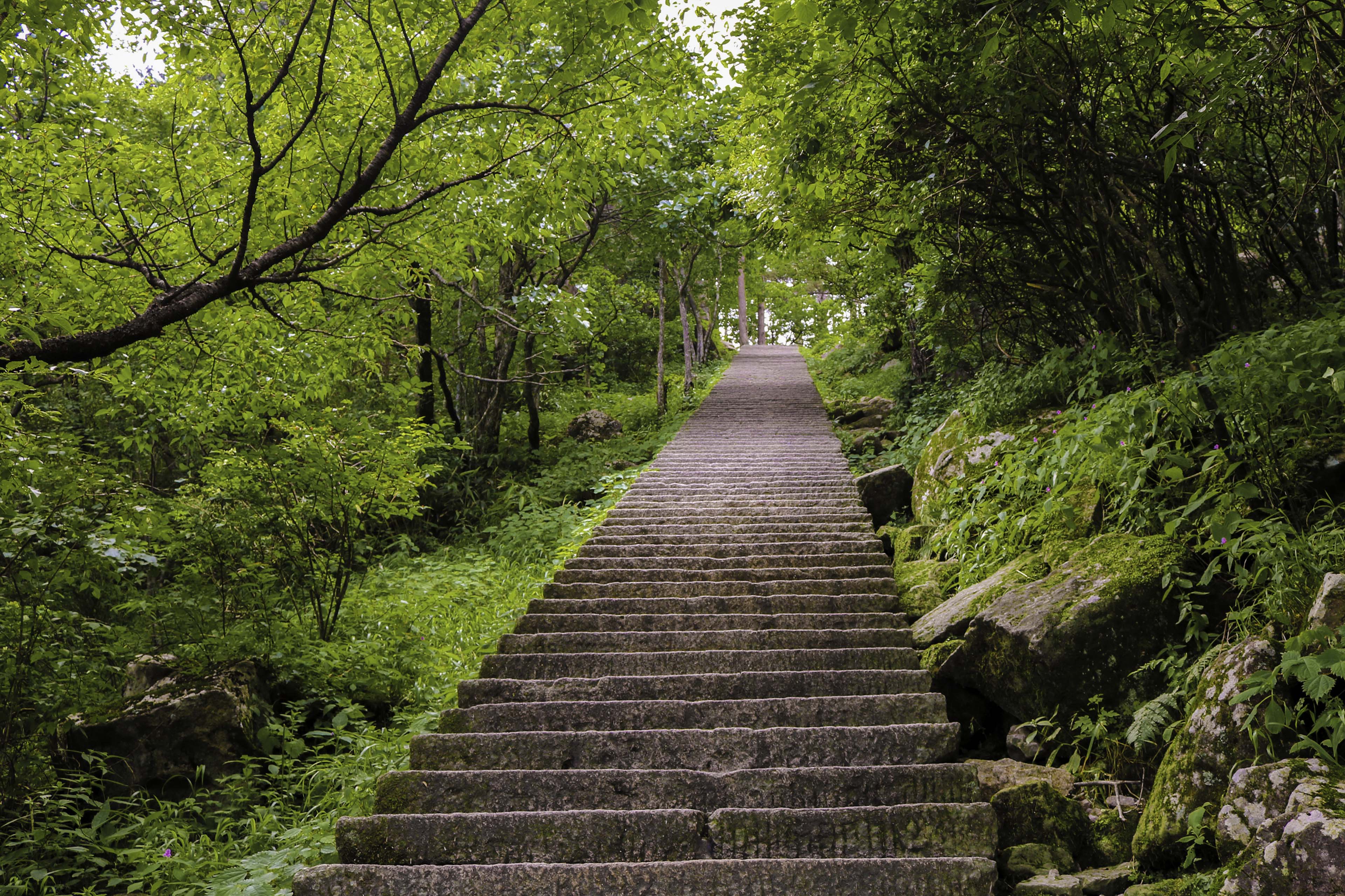 Stairs leading upwards in forest