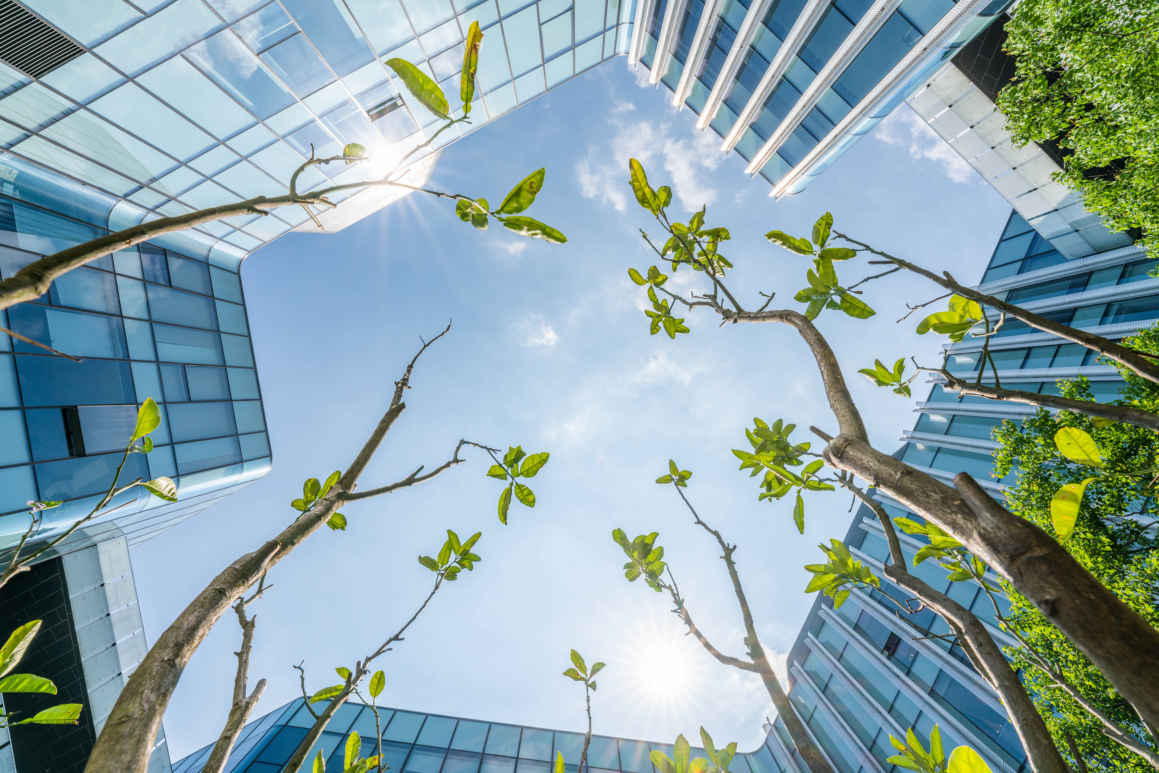 Bottom view of trees and buildings