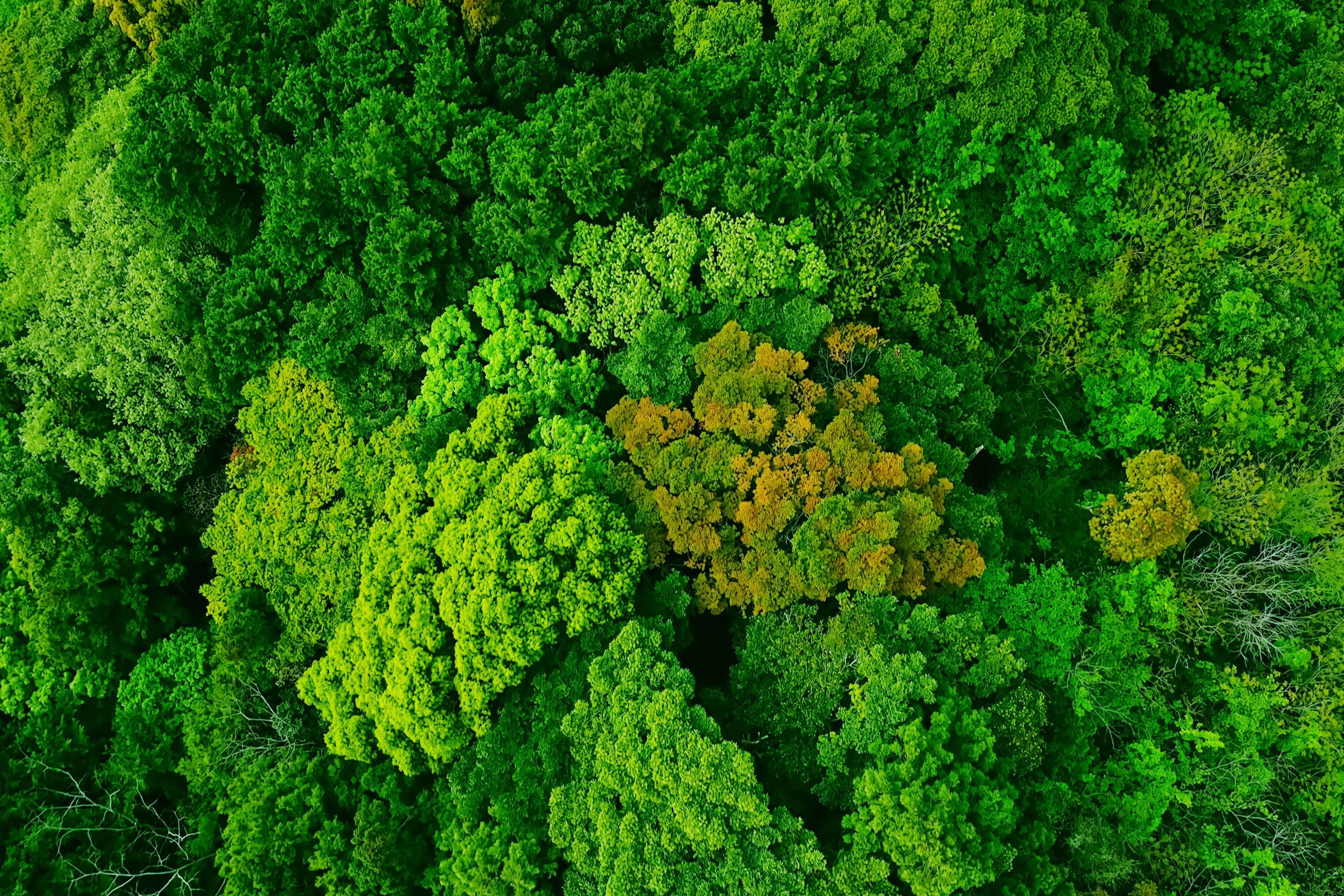 Forest aerial view