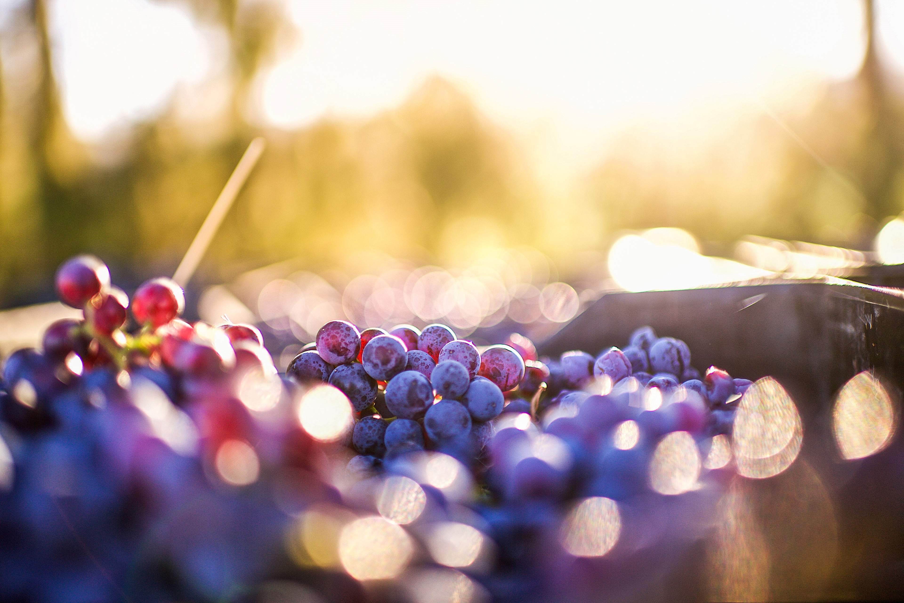 EY - Grapes after harvest