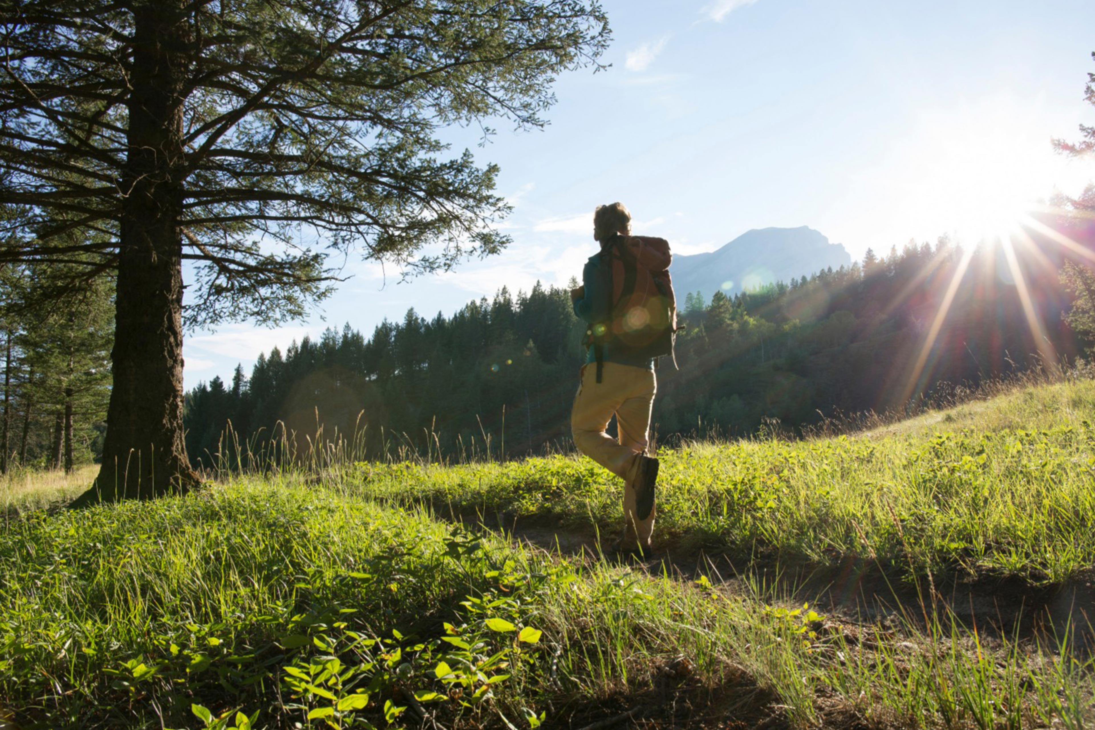 EY - Hiker walks along forested trail at sunrise