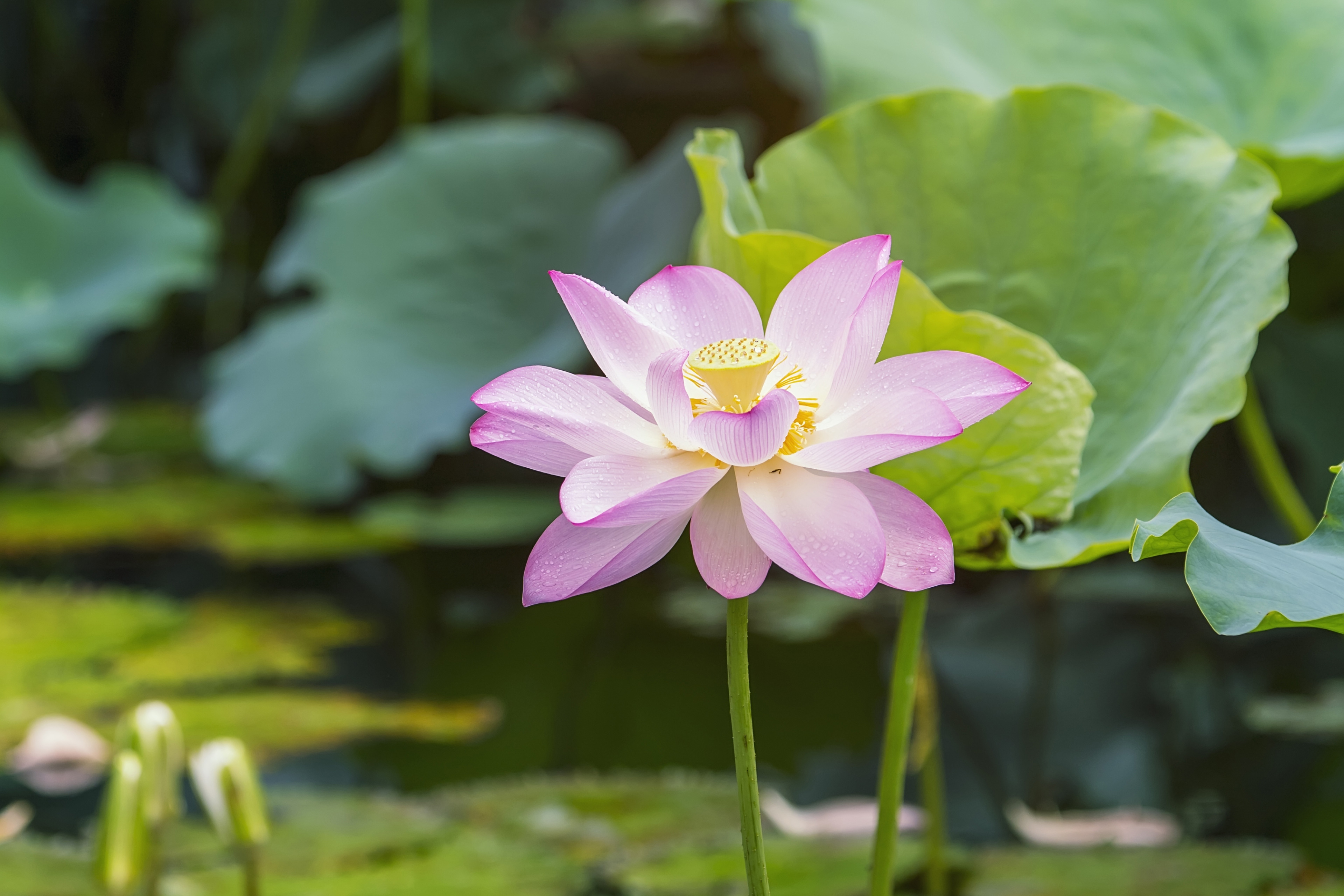 Lotus flower blooming in summer pond with green leaves as background