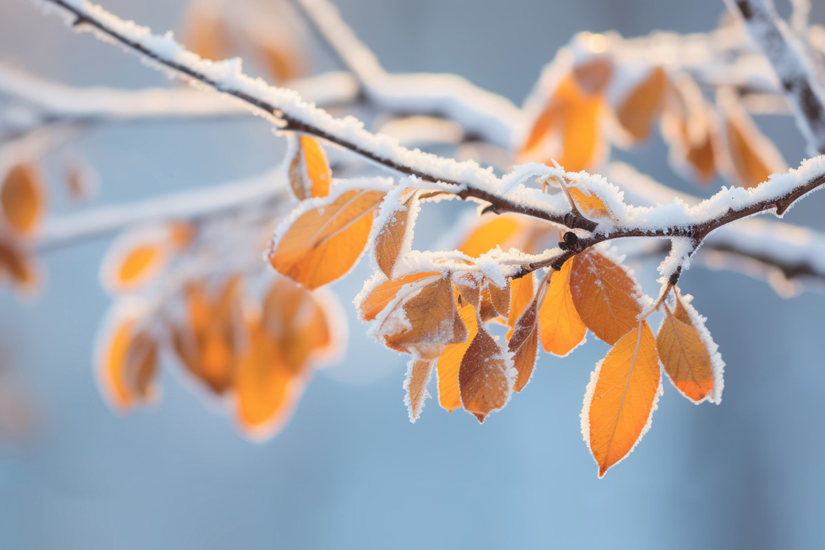 EY - Beautiful branch with orange and yellow leaves in late fall or early winter under the snow