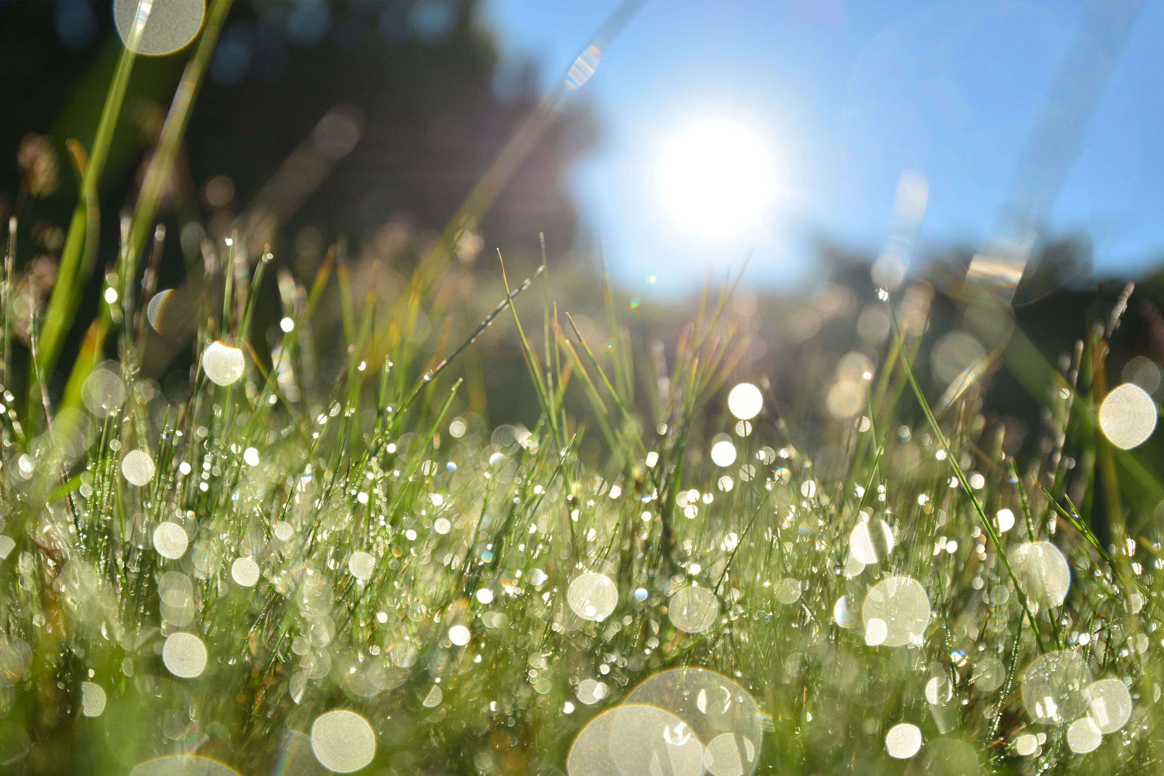 Dew in a mountain meadow