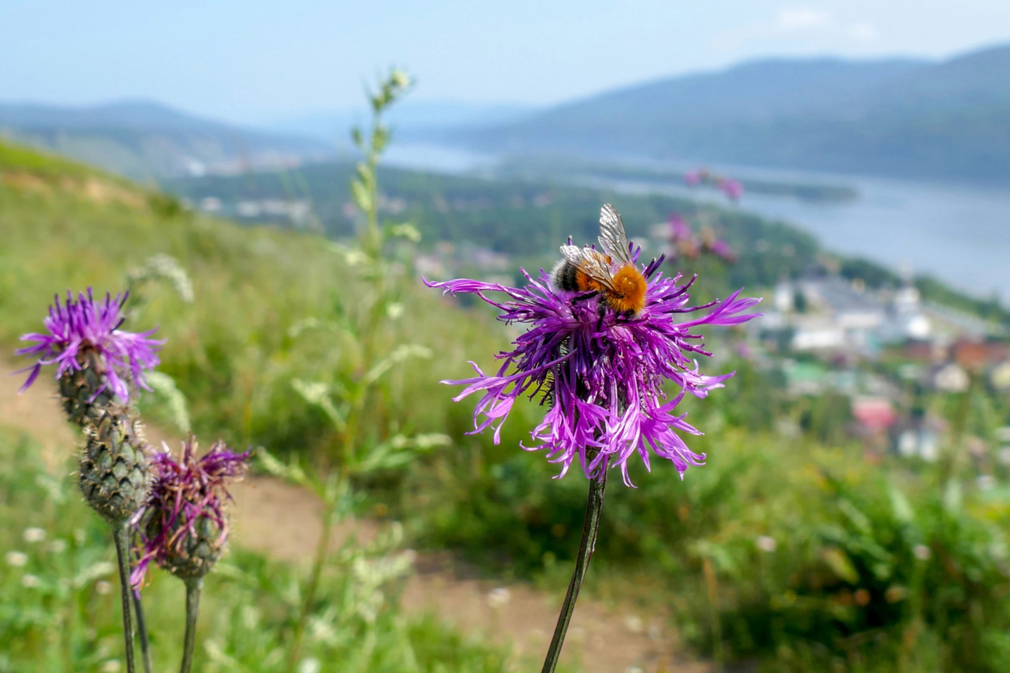 Cardo floreciente a orillas del río Yenisei