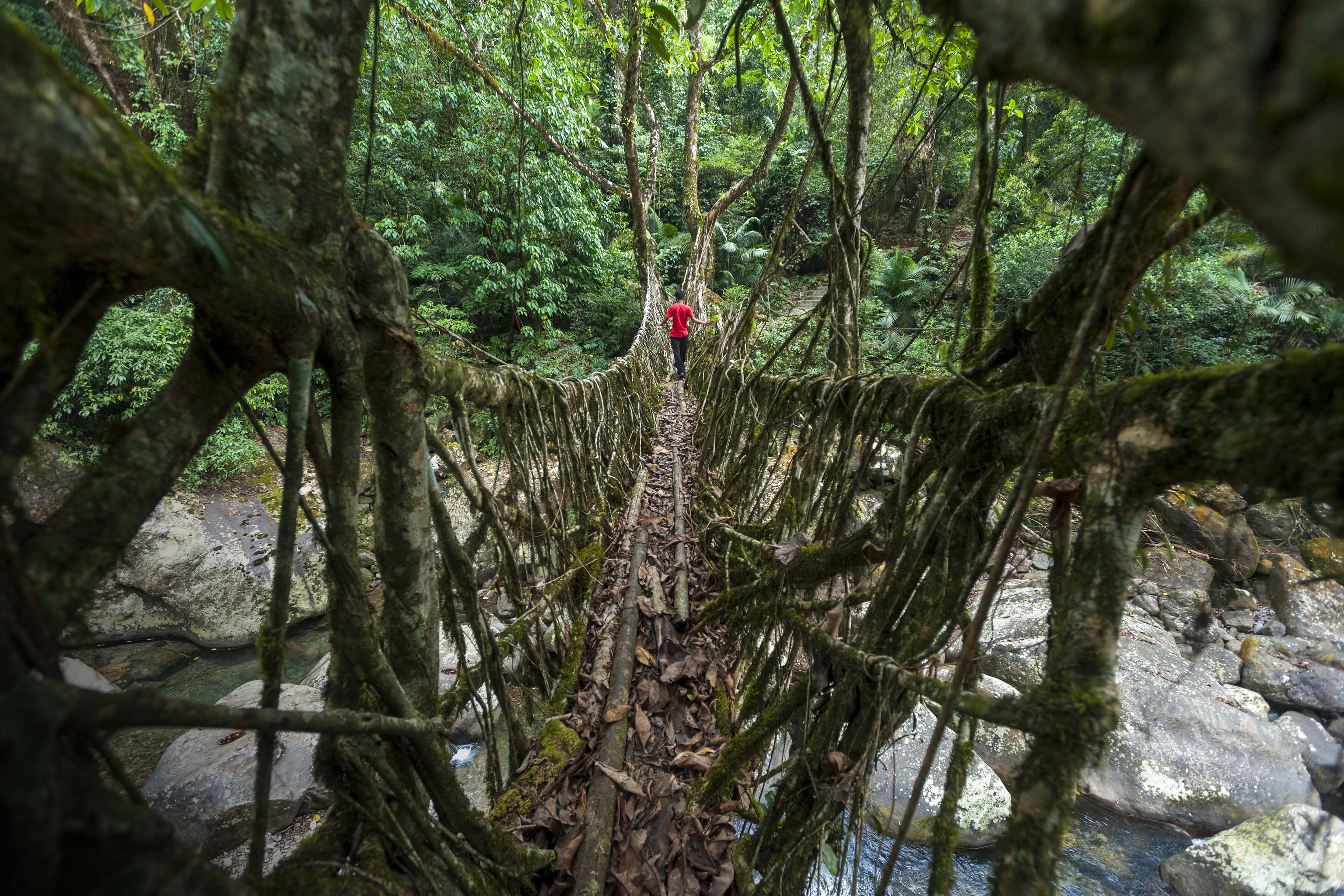 man crossing a living root bridge in India