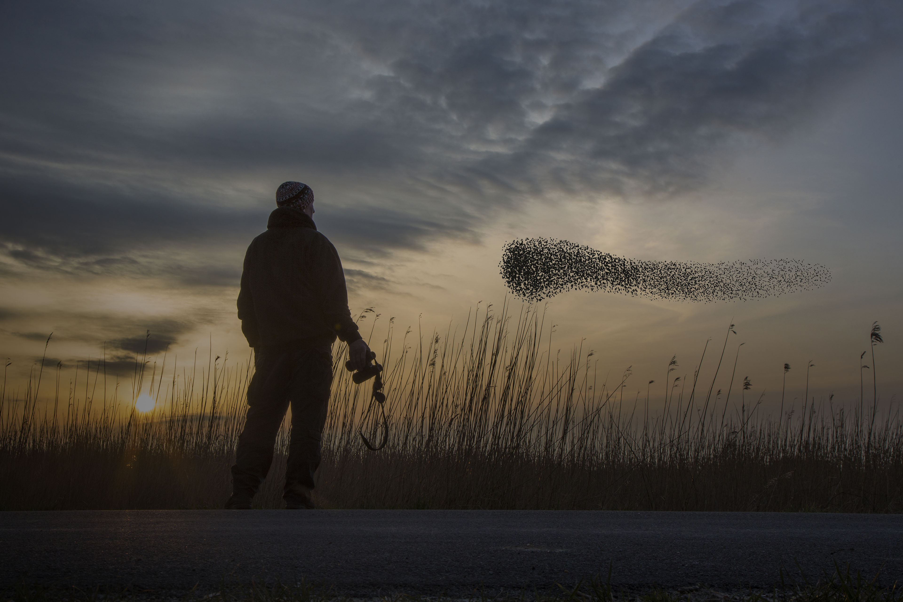  Man watching a flock of birds