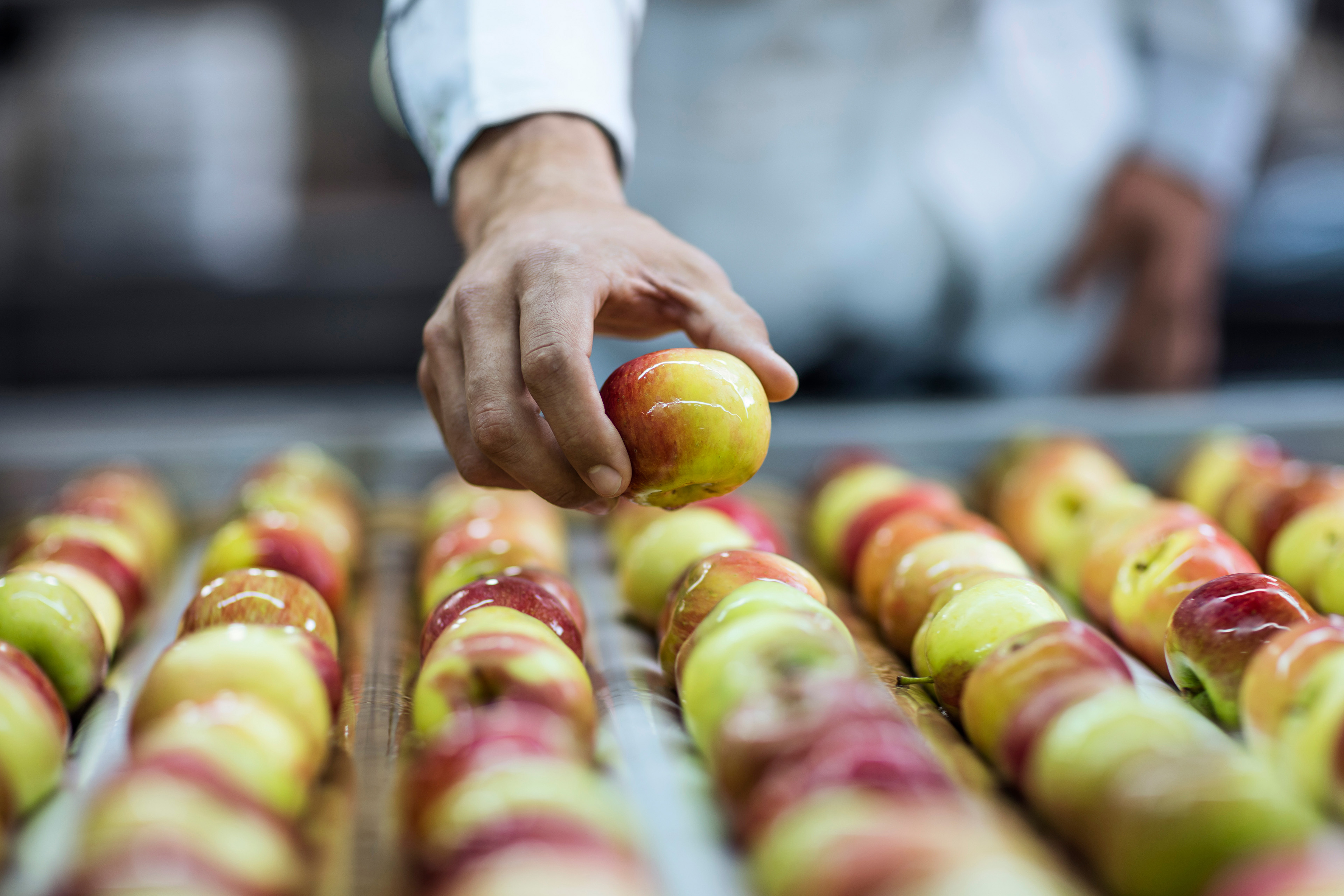 Trabajador tomando una manzana de la cinta transportadora en la fábrica