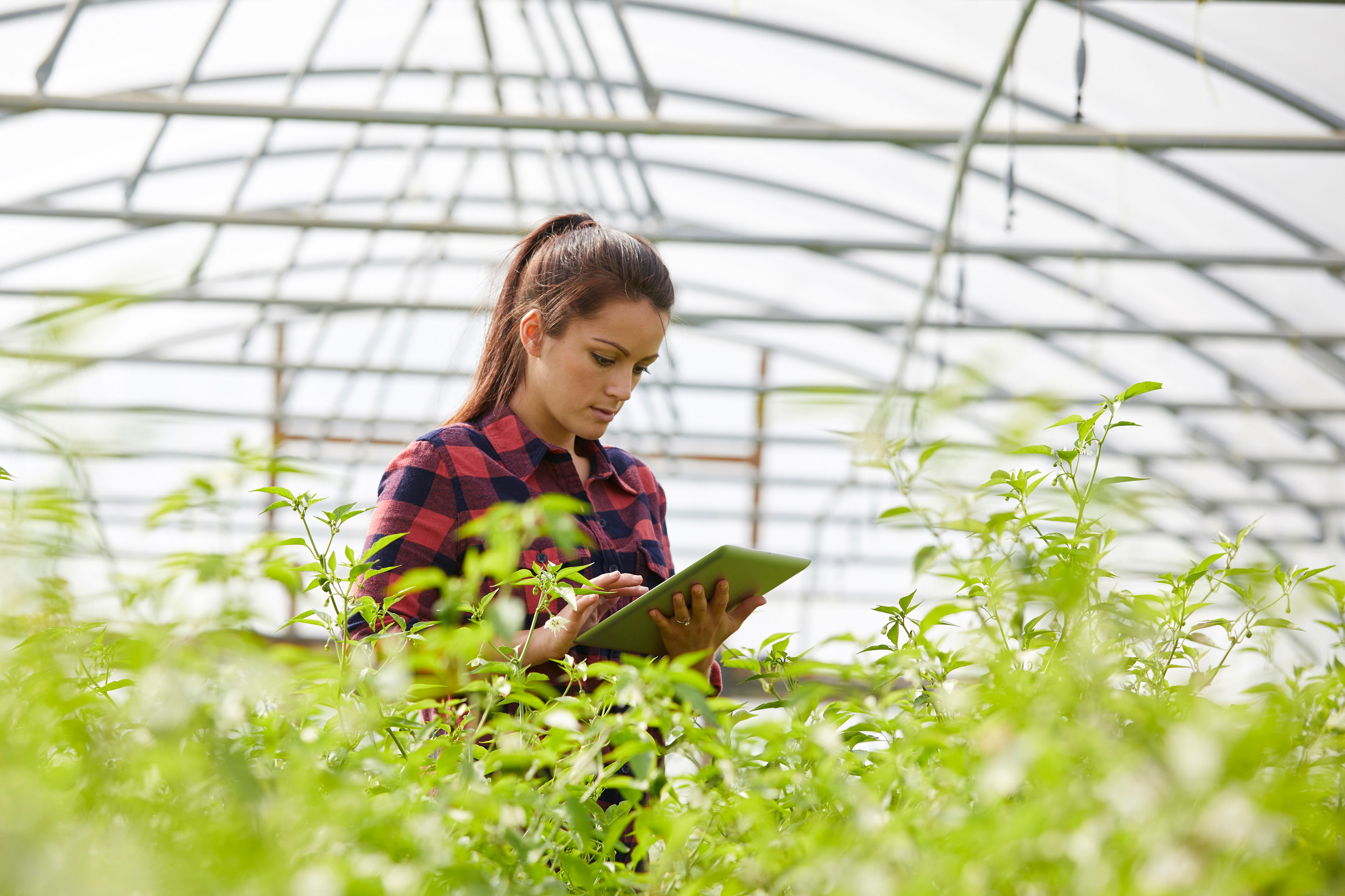 Woman in polytunnel using digital tablet