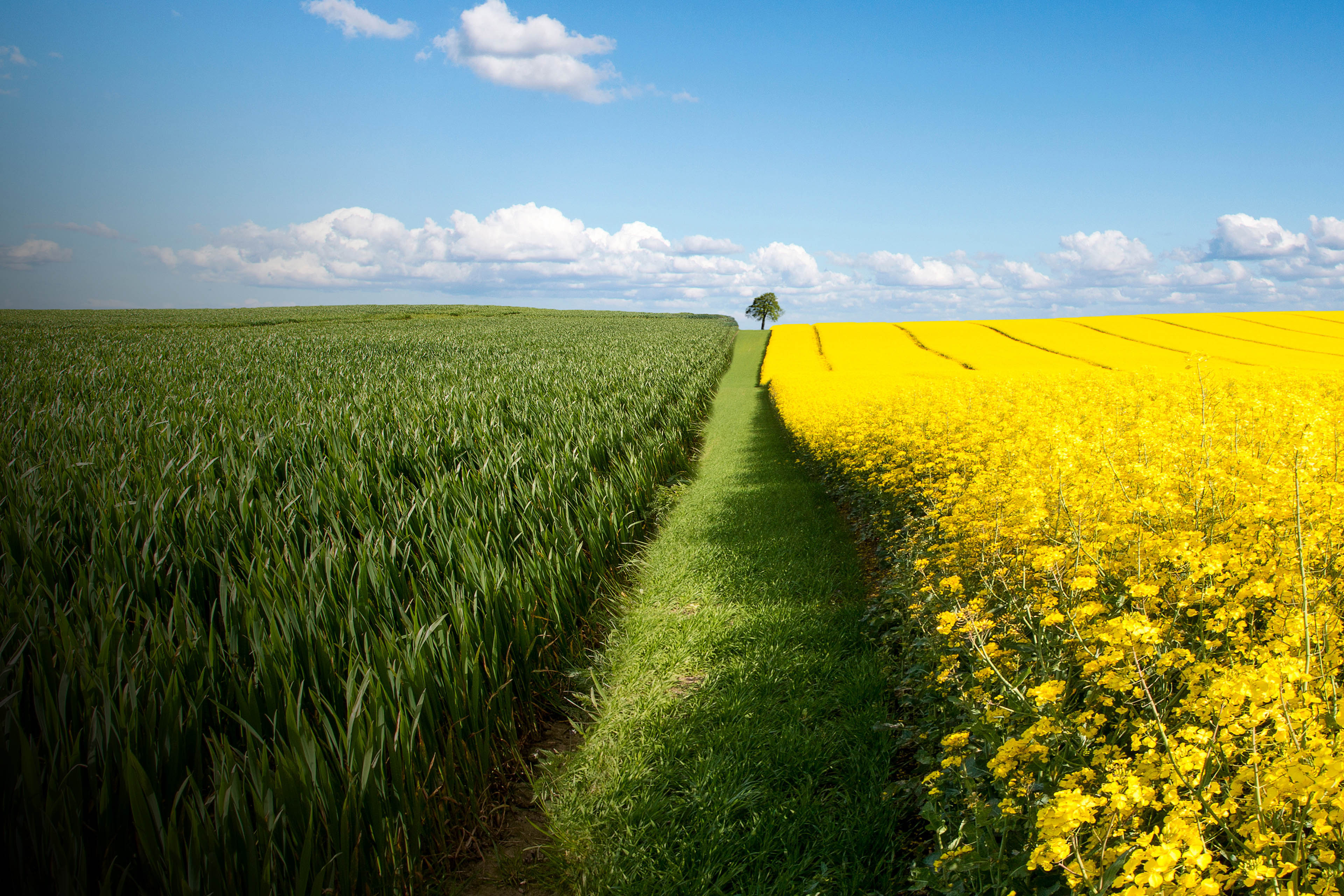 A Lone tree growing in a rapeseed field