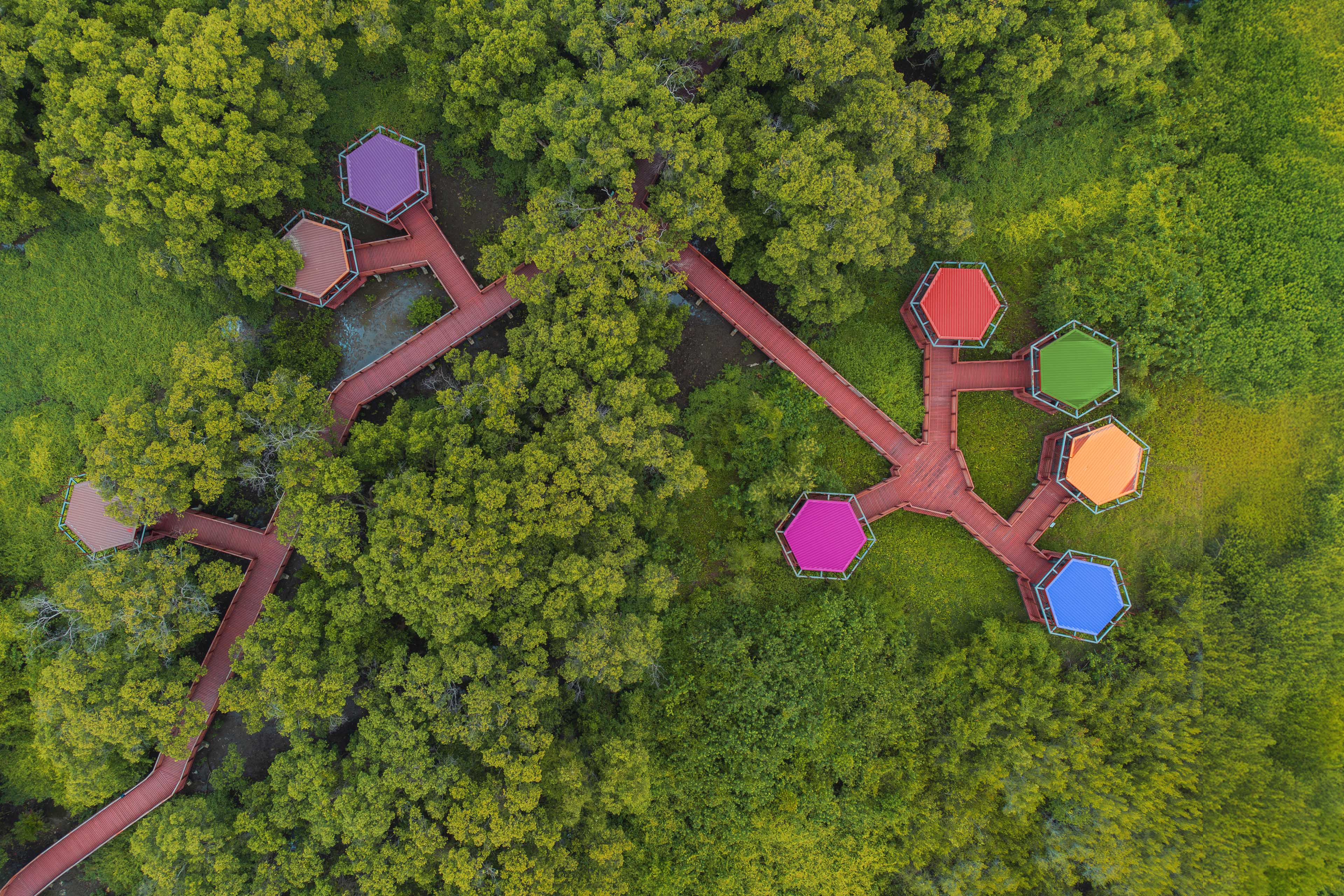 Aerial view of red wooden bridge walkway in a mangrove forest