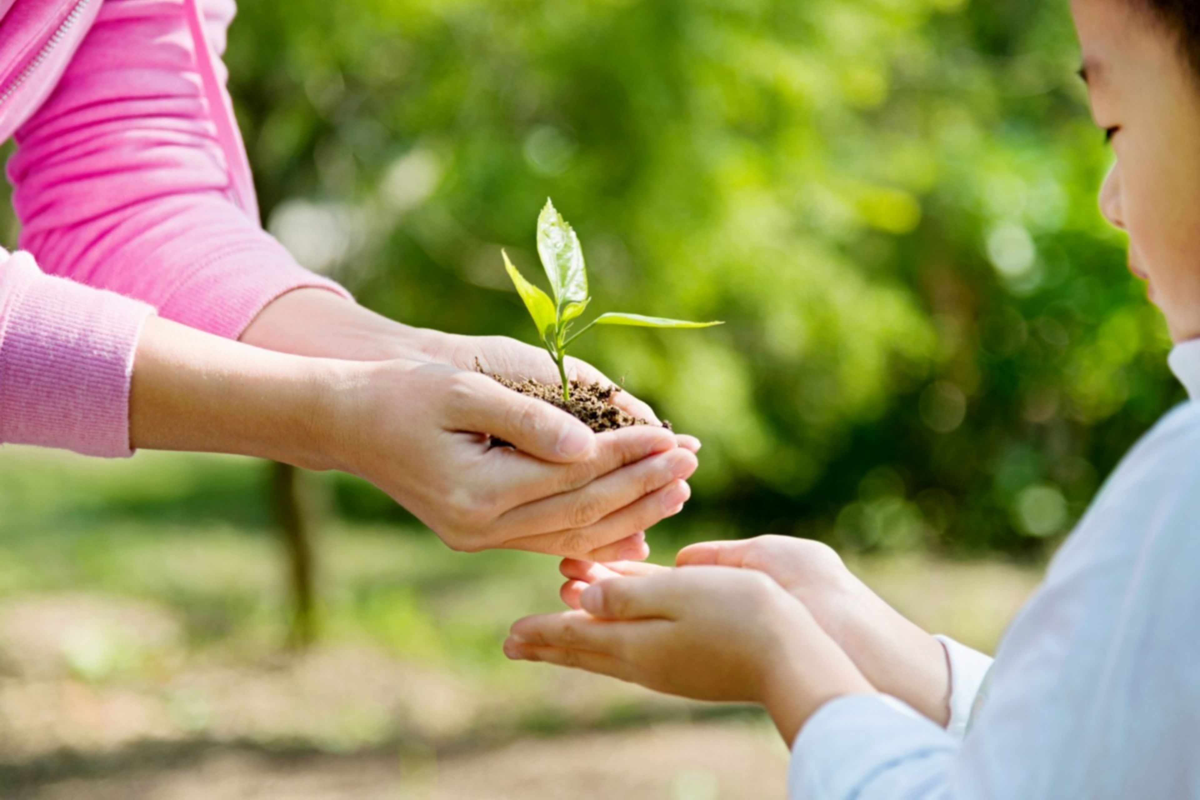 Plant hand over to kid