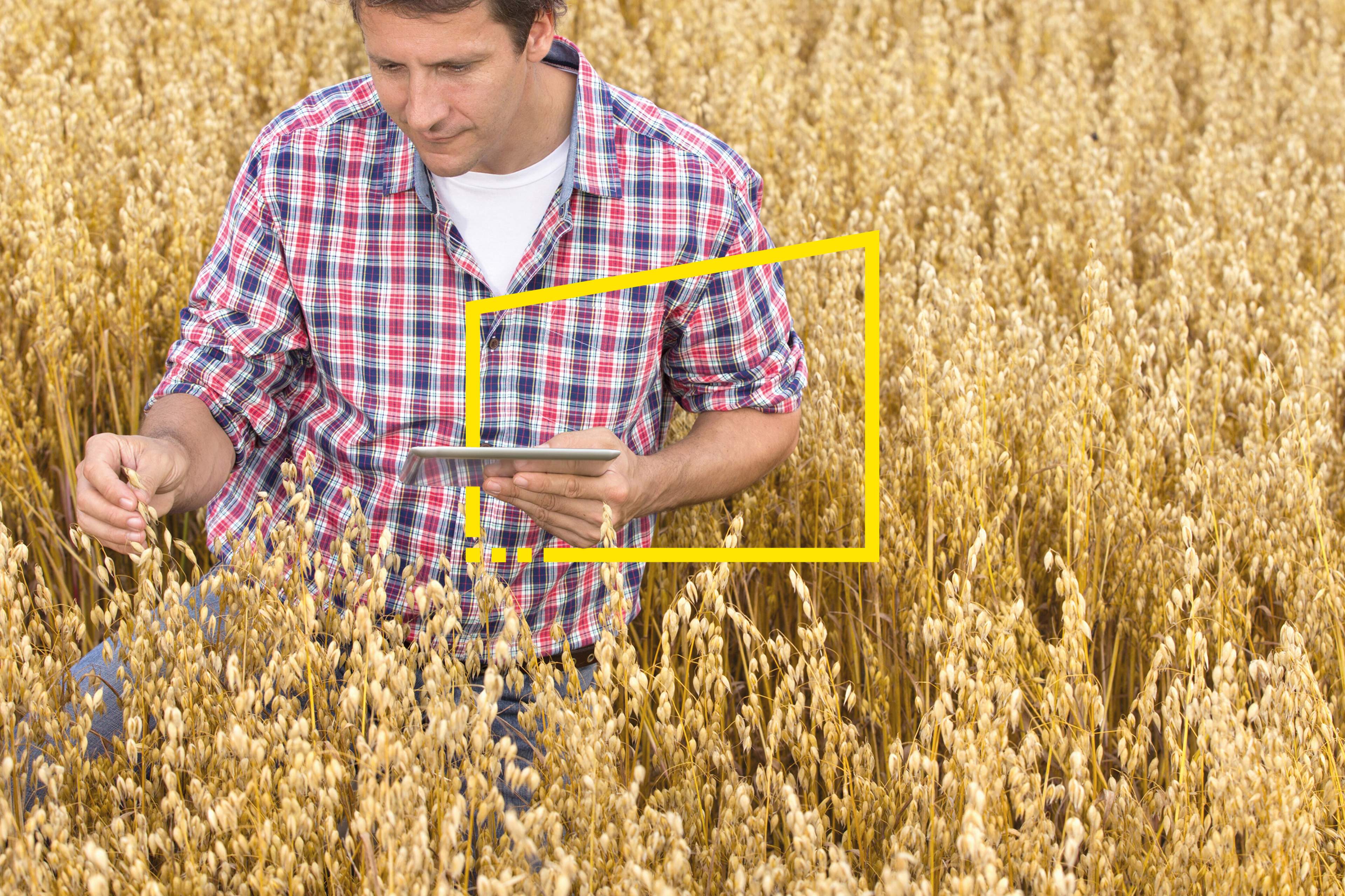 Agricultor inspecciona un campo de trigo