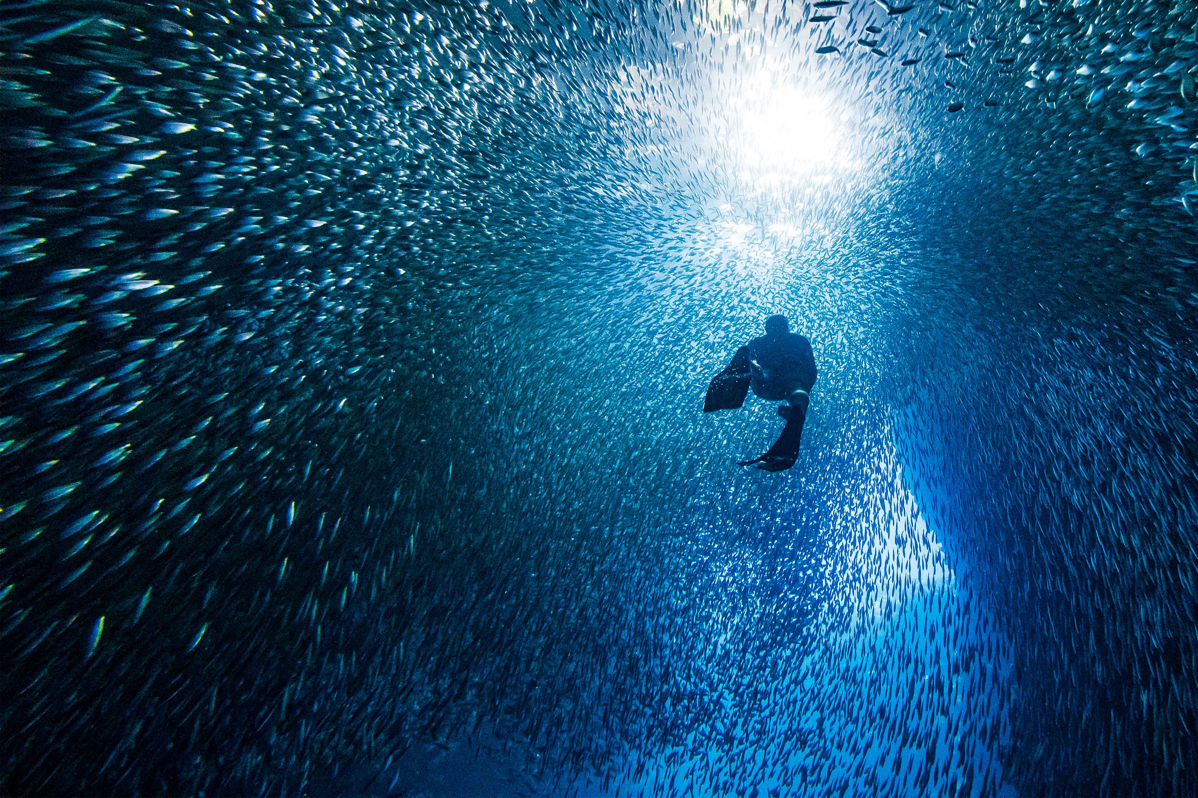  Silhouetted free diver swimming through school of fish in underwater cave into bright light