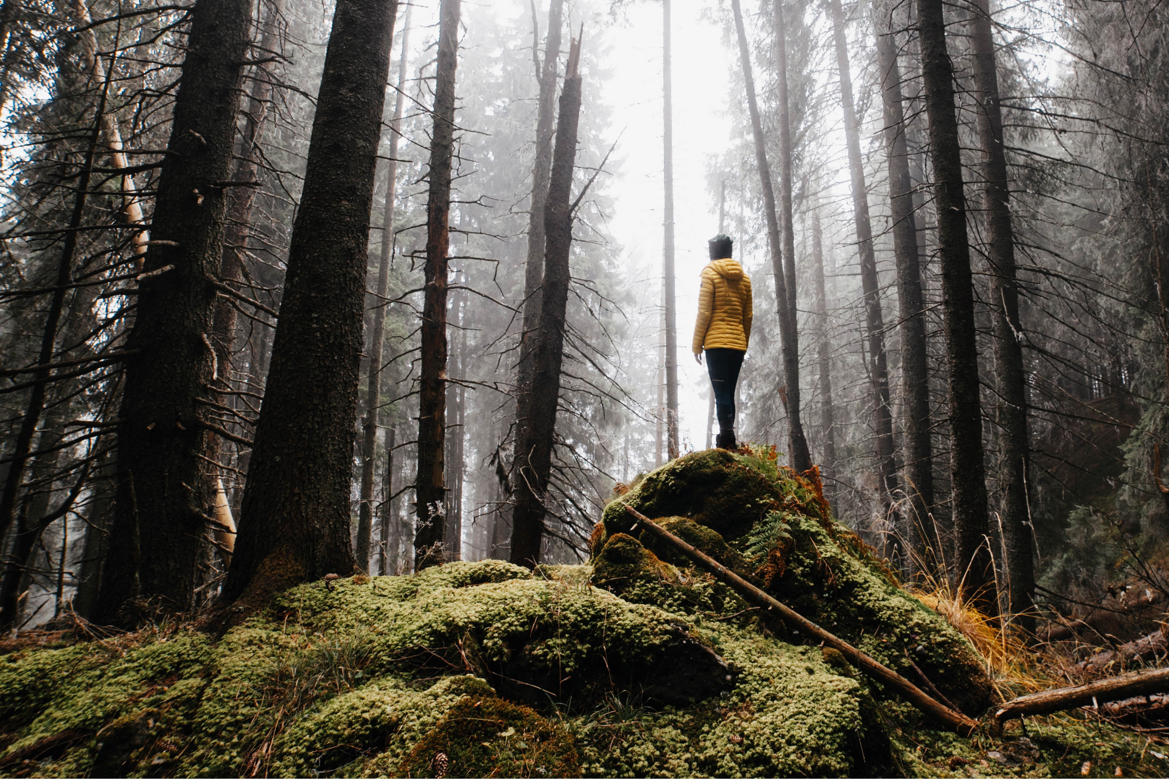 Rear view of man in yellow jacket in the misty forest