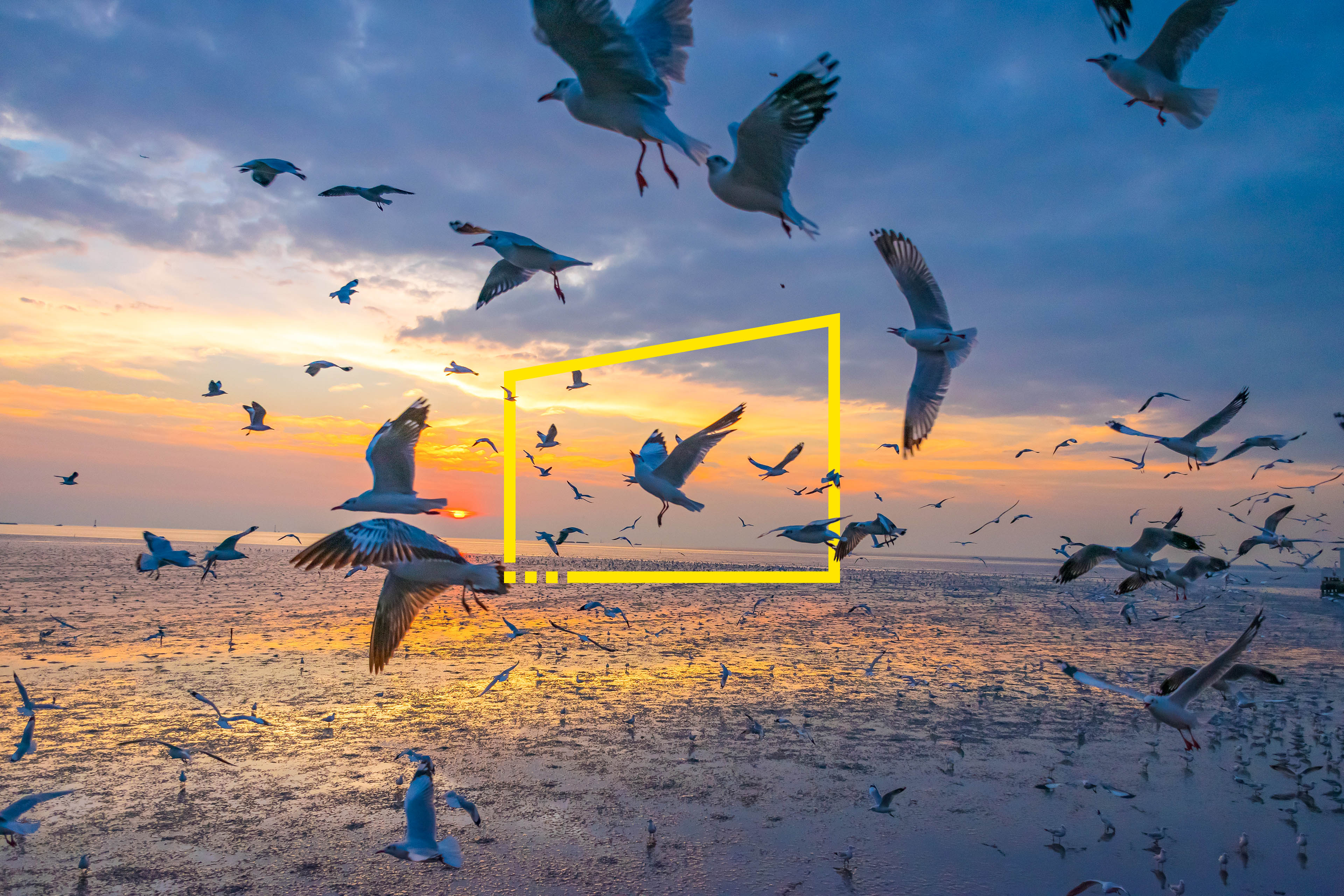 Seagulls flying above sea against sky during sunset