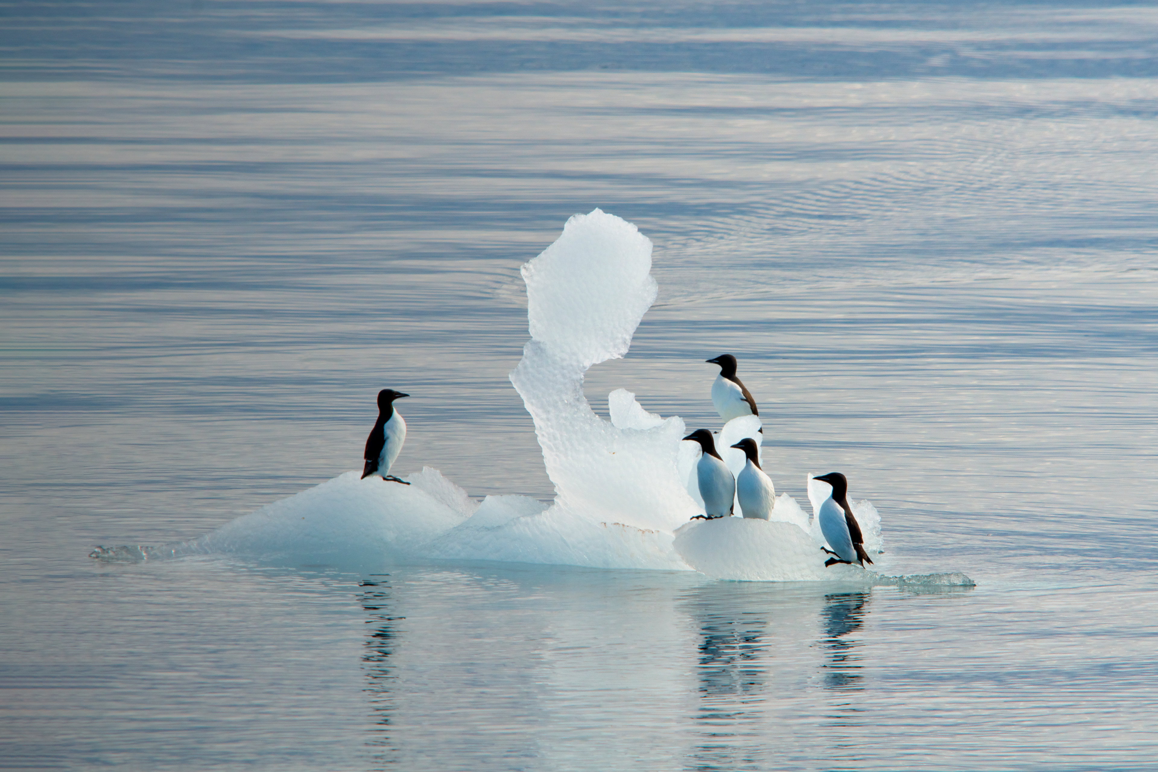 Guillemots Admiring An Ice Sculpture