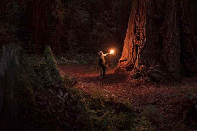 Woman alone in ancient sequoia forest illuminated