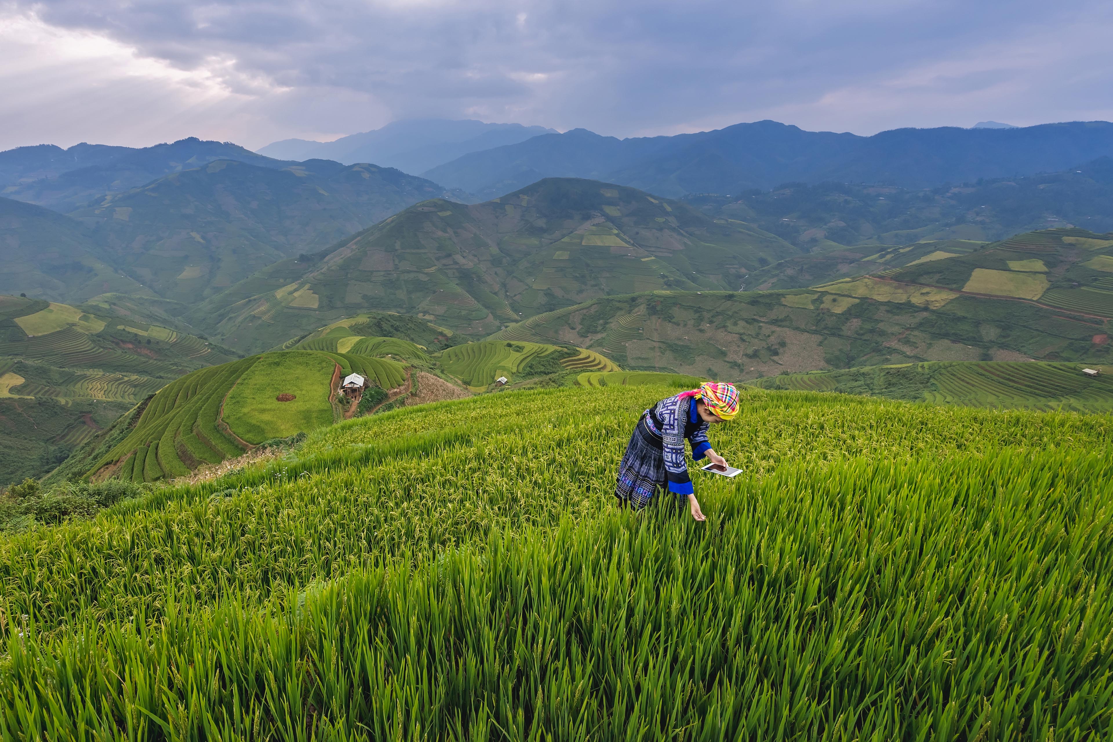 Rural farmer using digital tablet in field in Asia