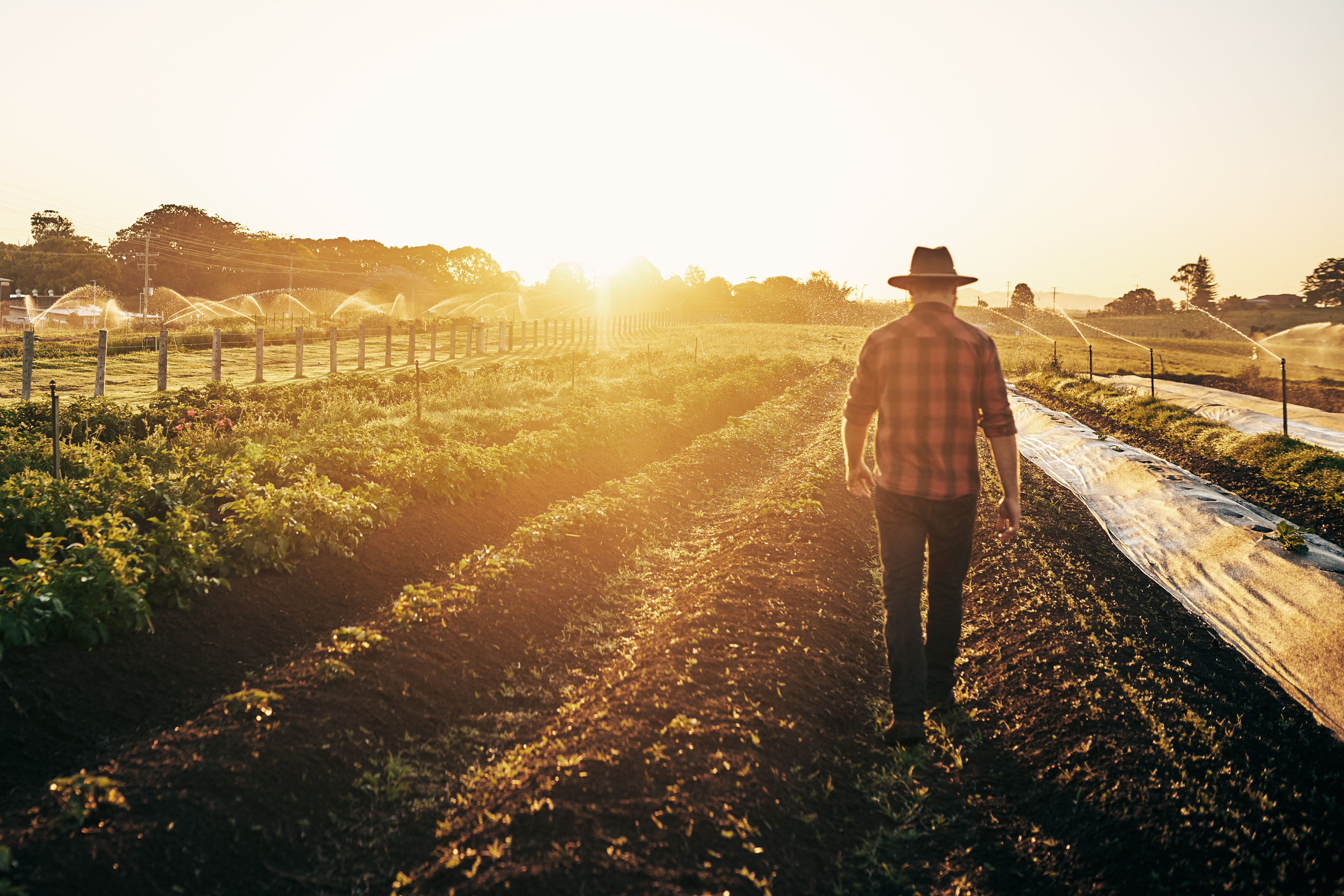 Keeping a close watch on his crops