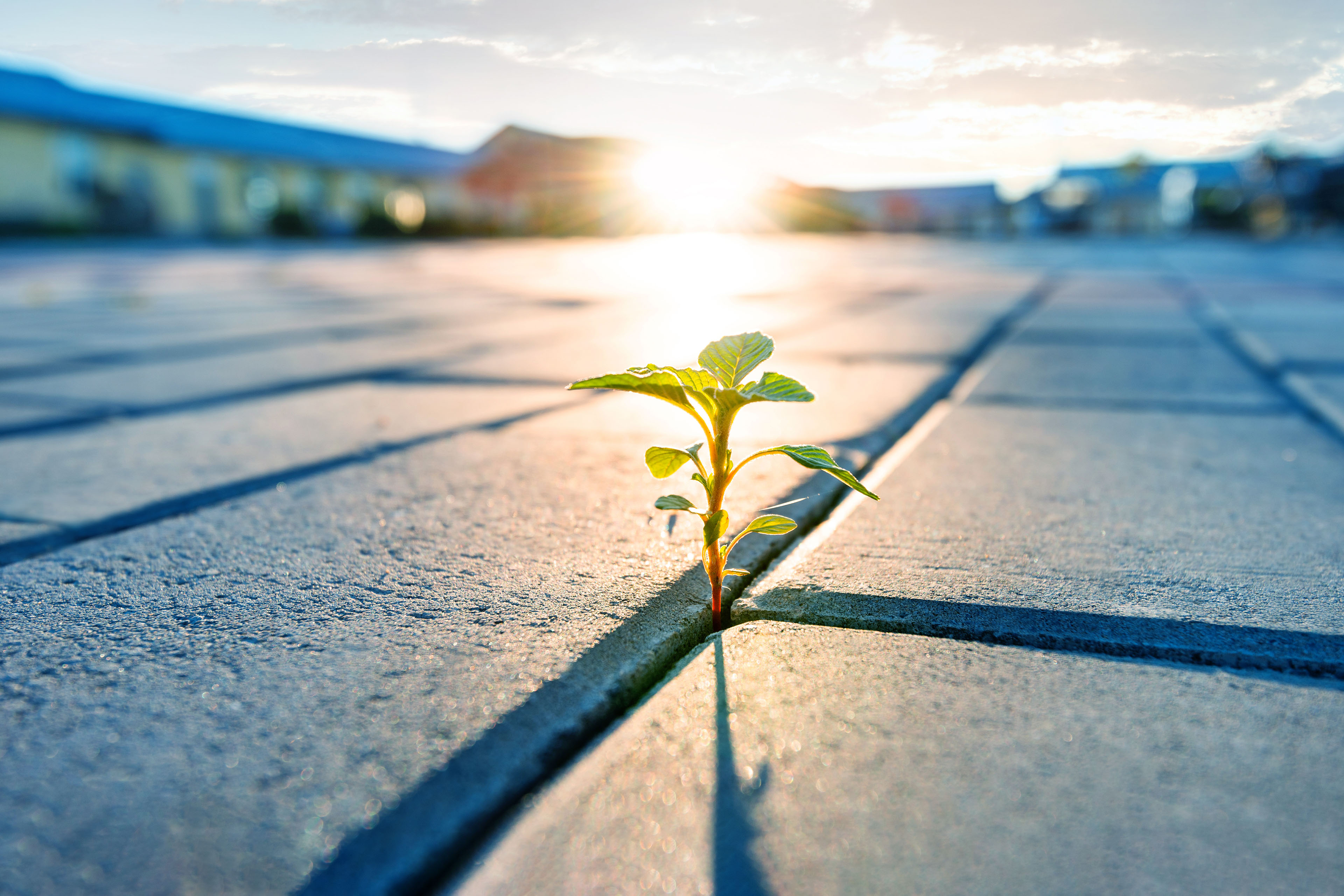 Plant growing from brick road