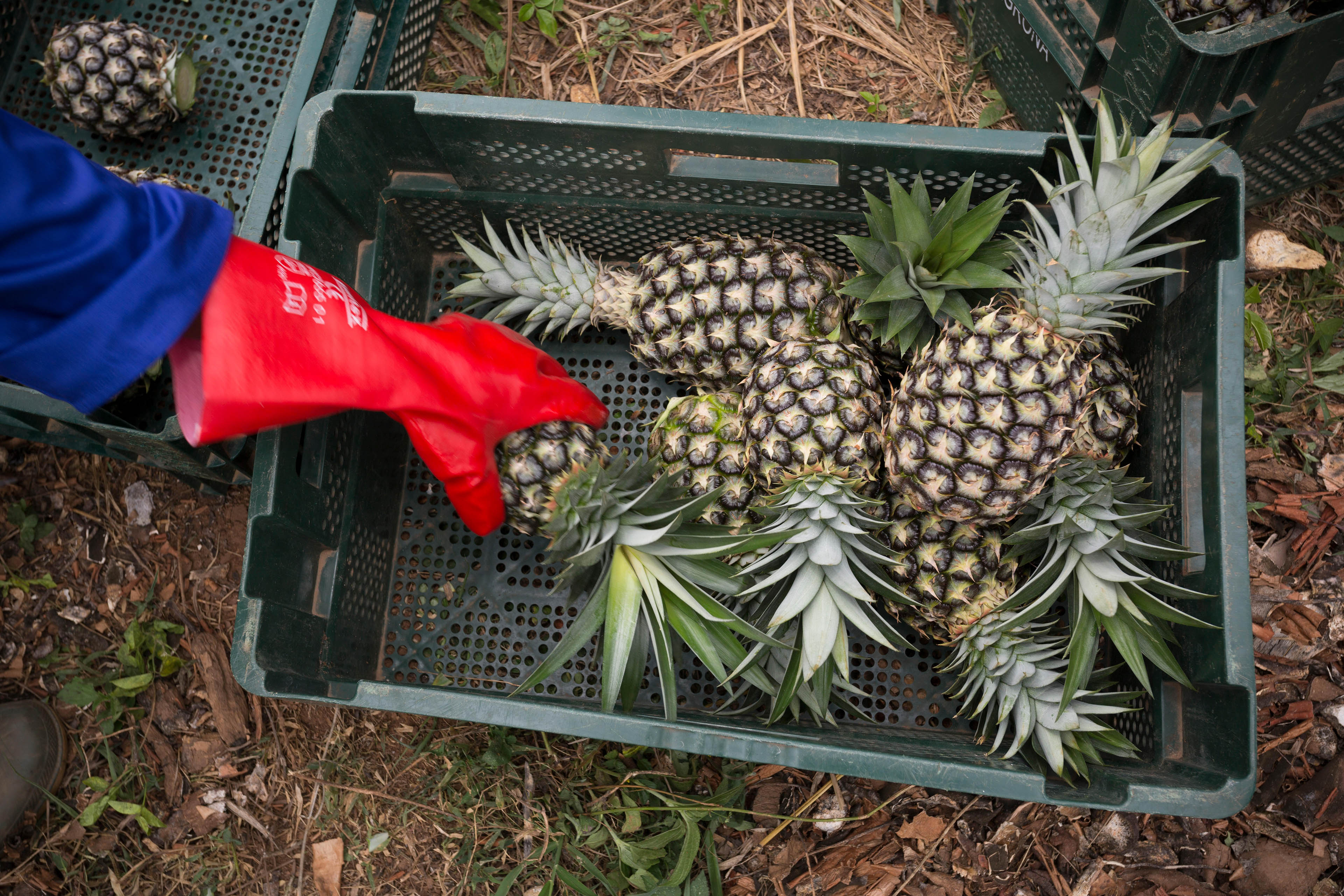 Commercial pineapple farming in Ghana Fotobi village, Ghana