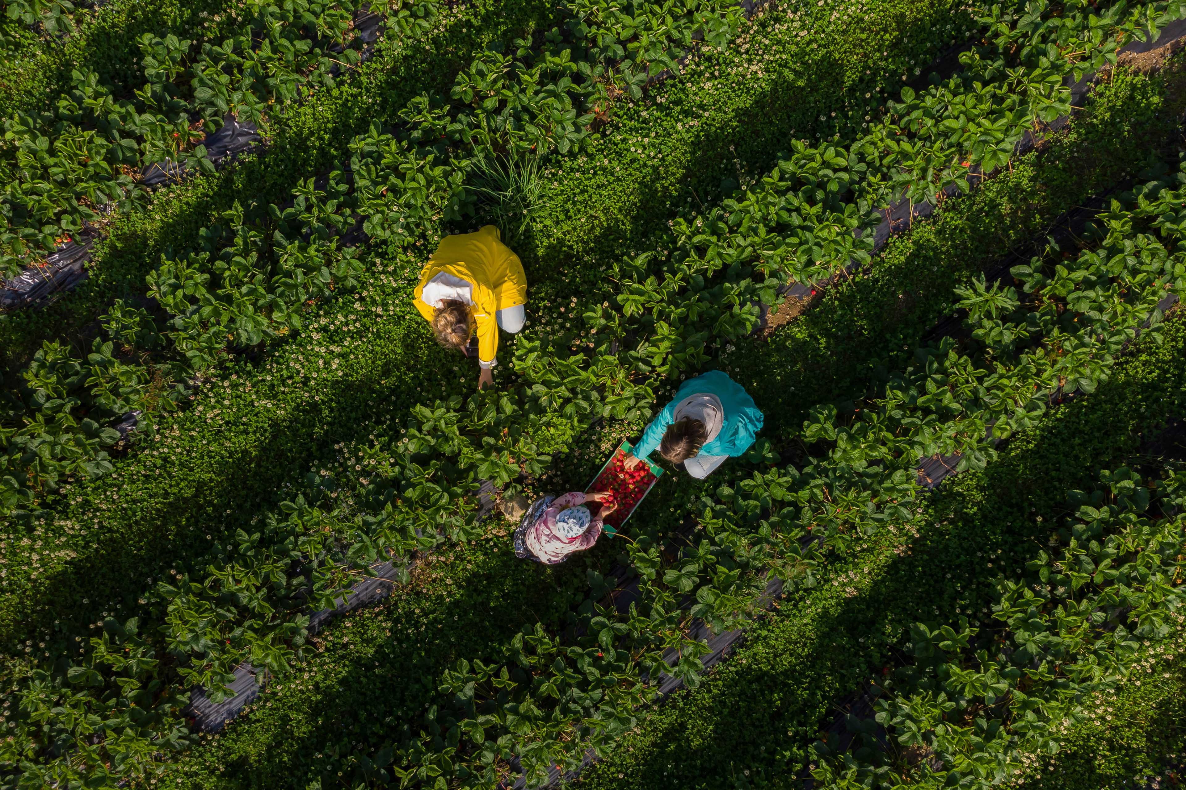 Picking strawberries on a field