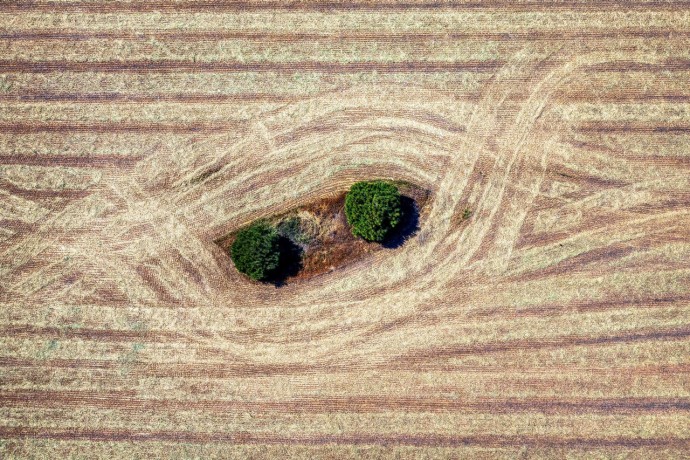 aerial view of two tree among cereal fields