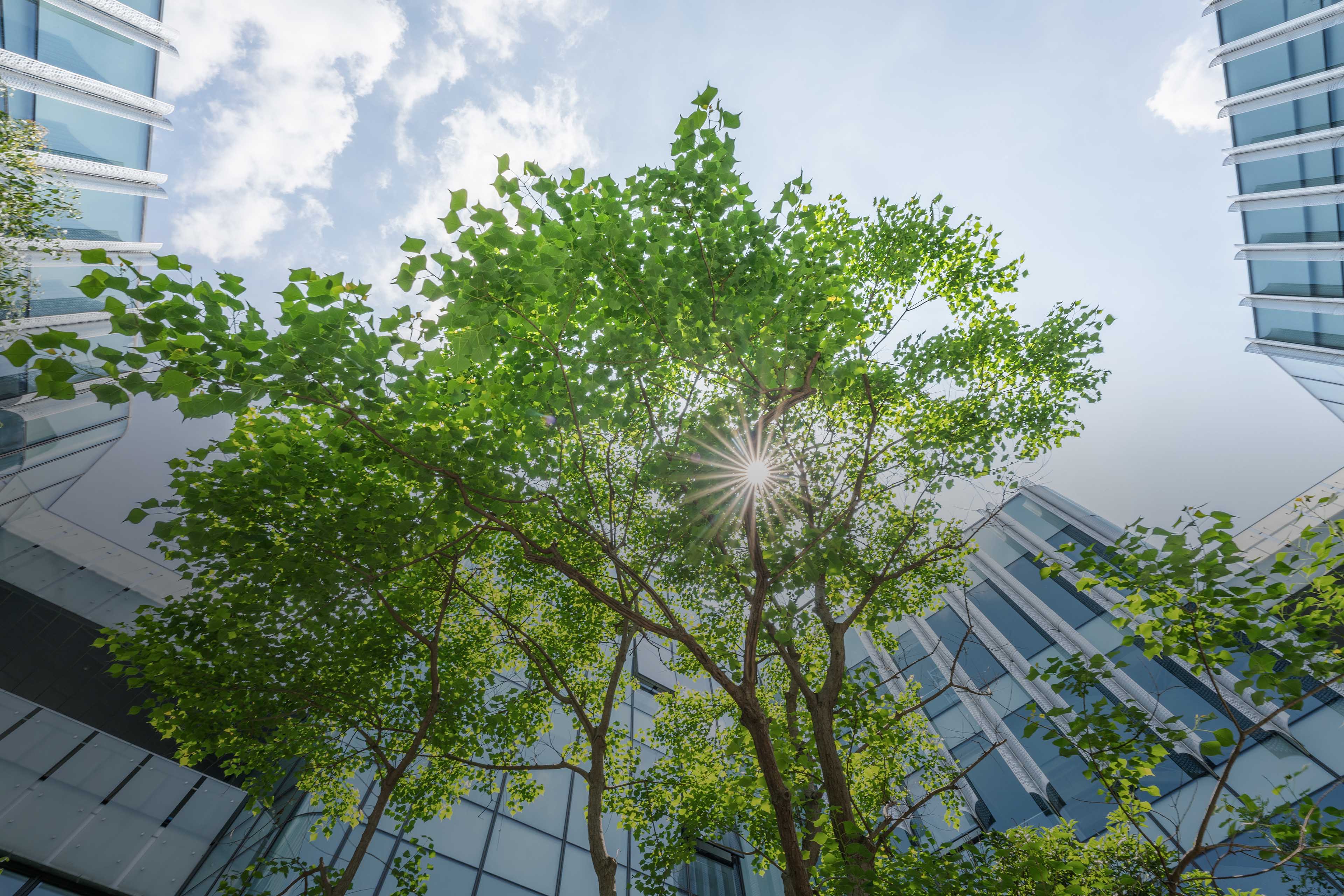 Trees in an Eco City