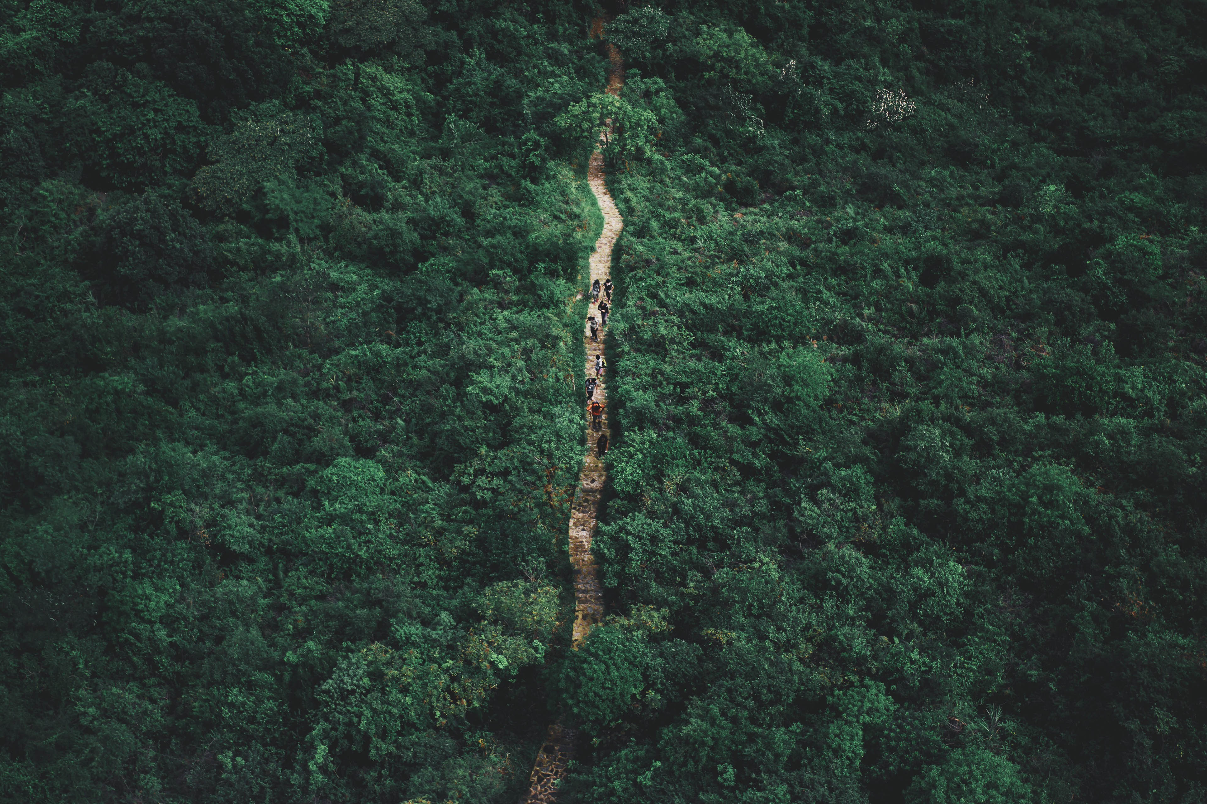 Group treking tropical forest