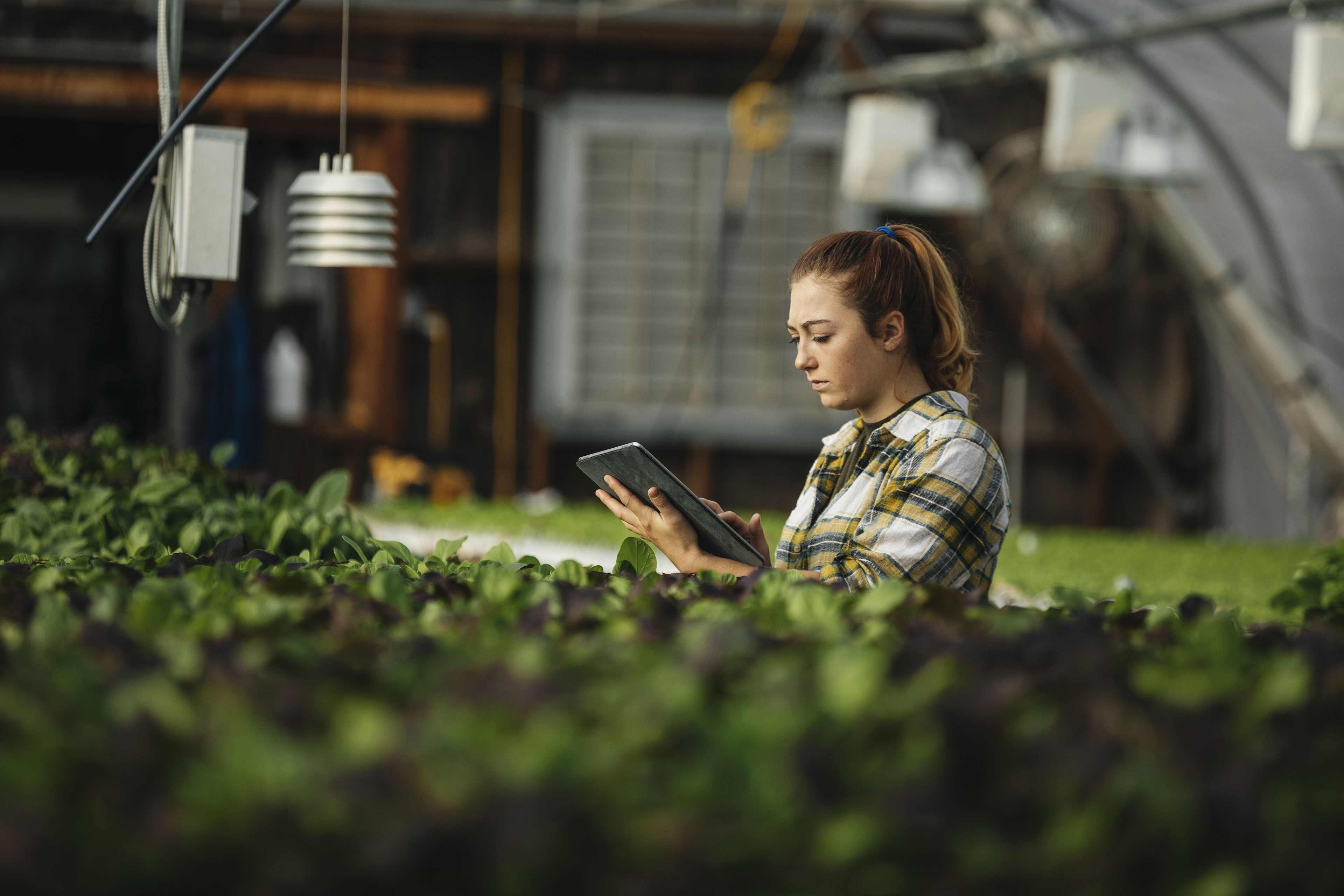  Female farm worker using digital tablet in greenhouse