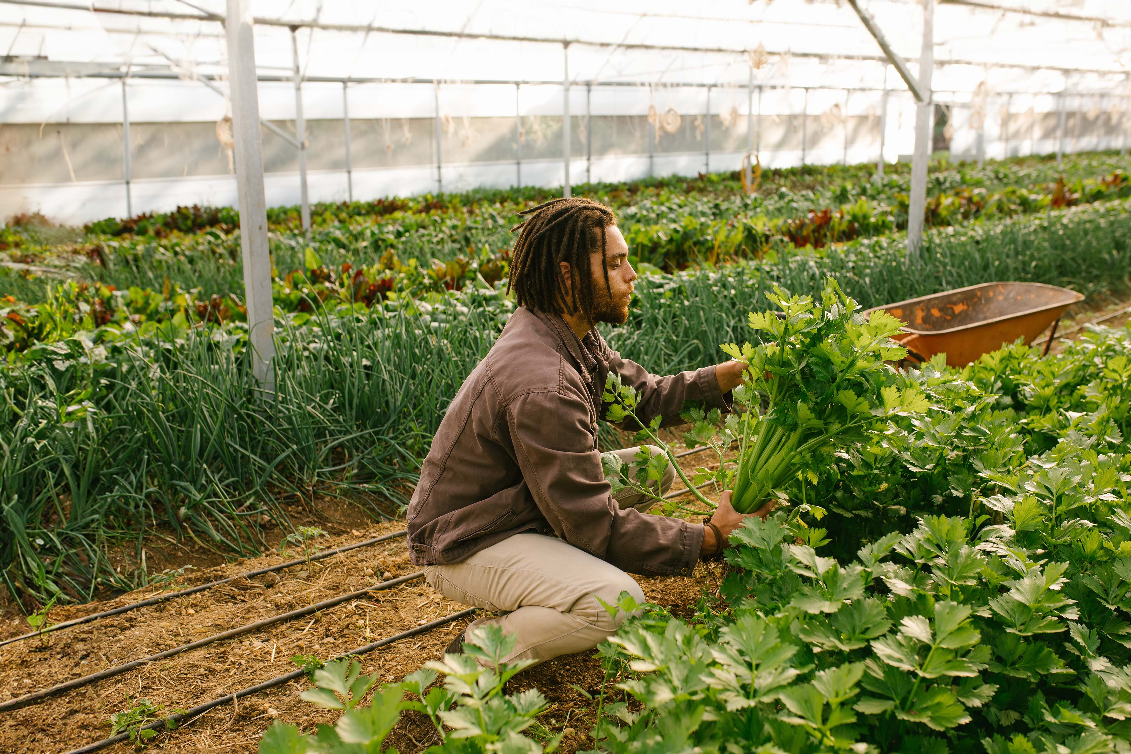 Side view of man picking celery on farm