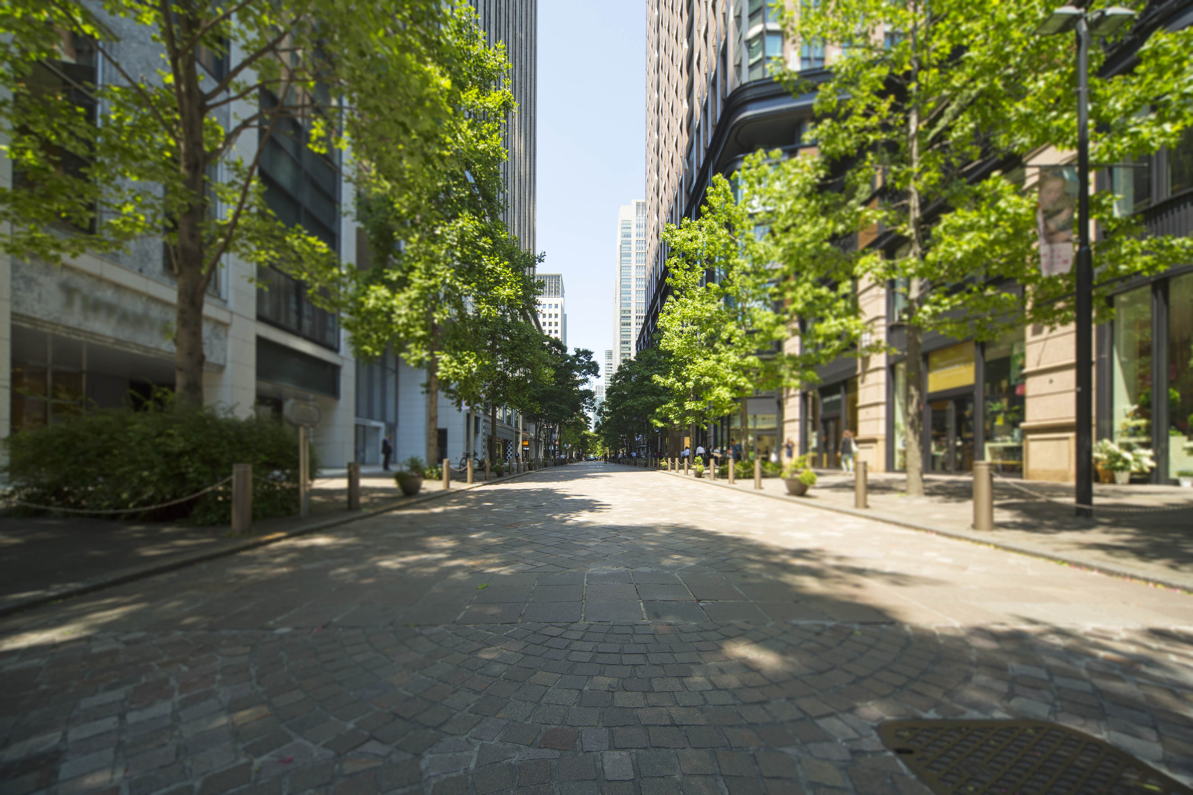 View down a tree-lined city street